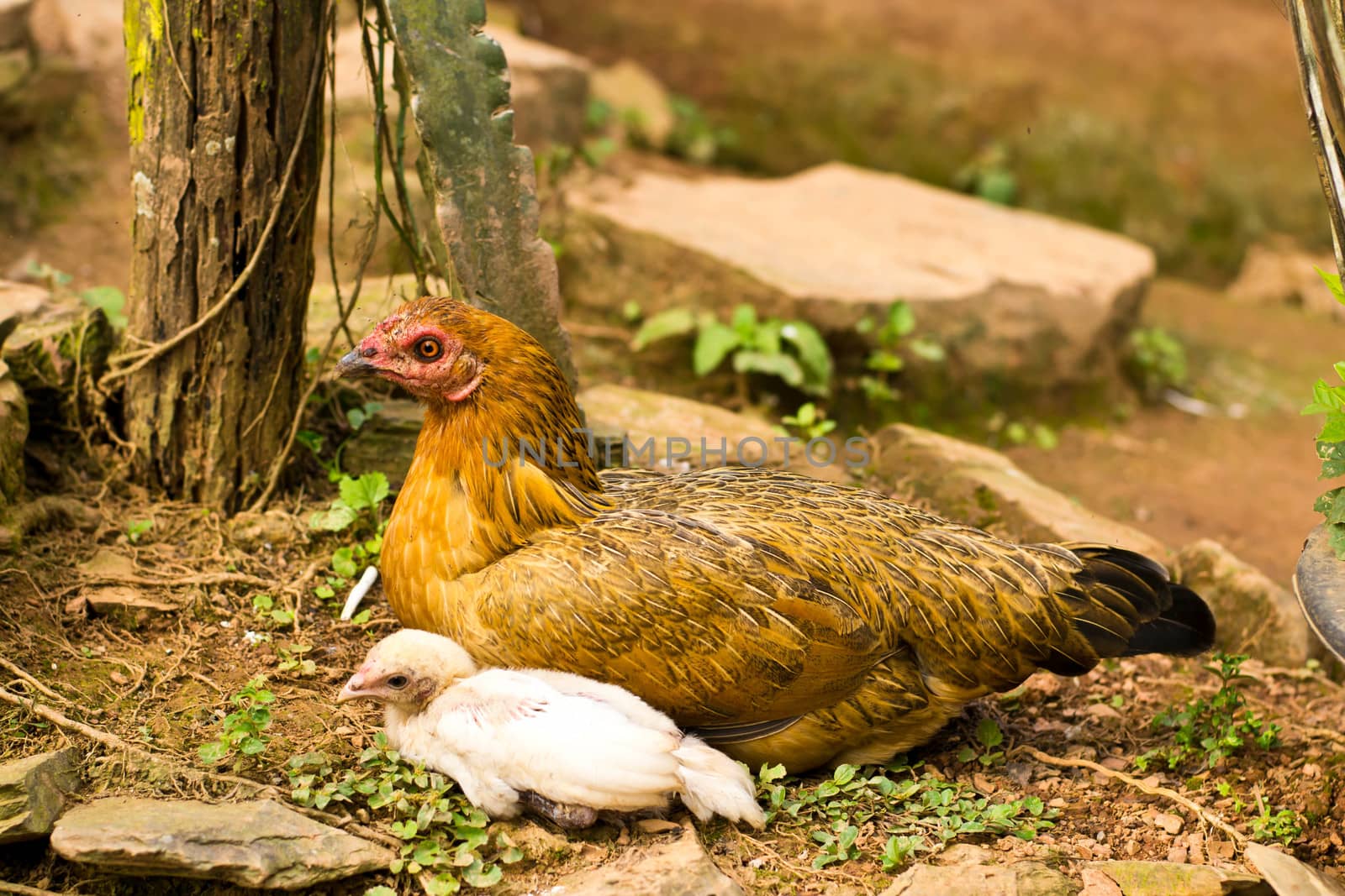 Mother Hen and Chicks, poultry