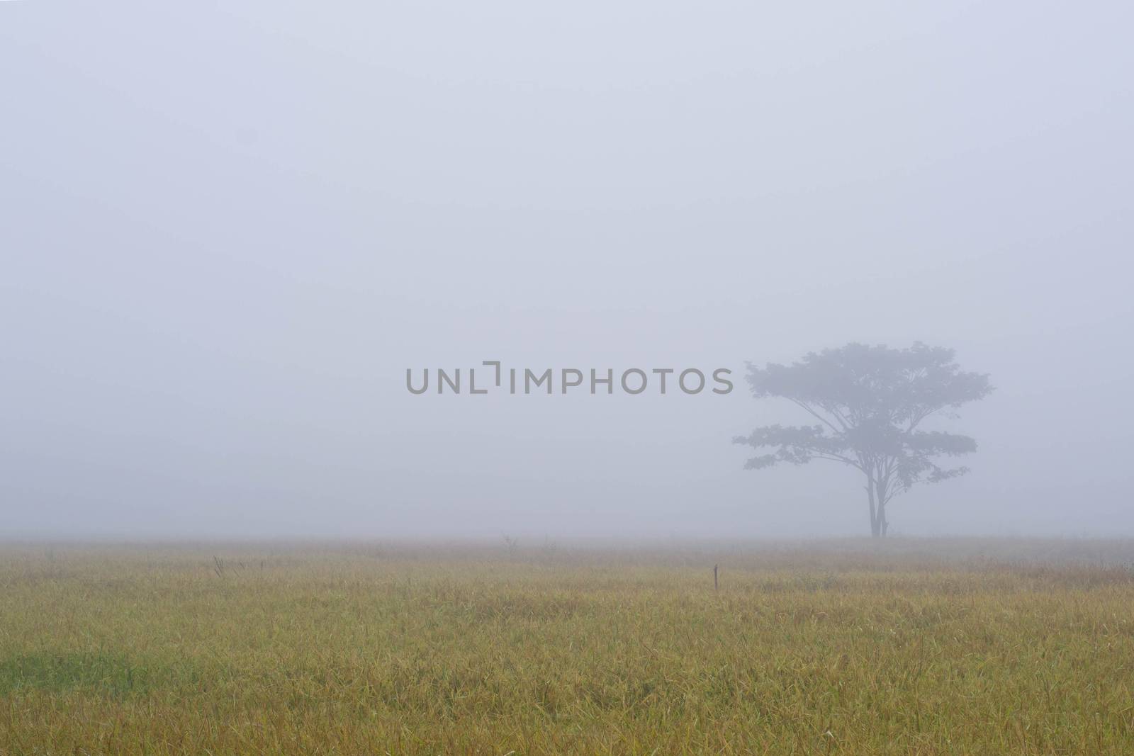 Lonely tree on the cornfield with morning mist  by Thanamat