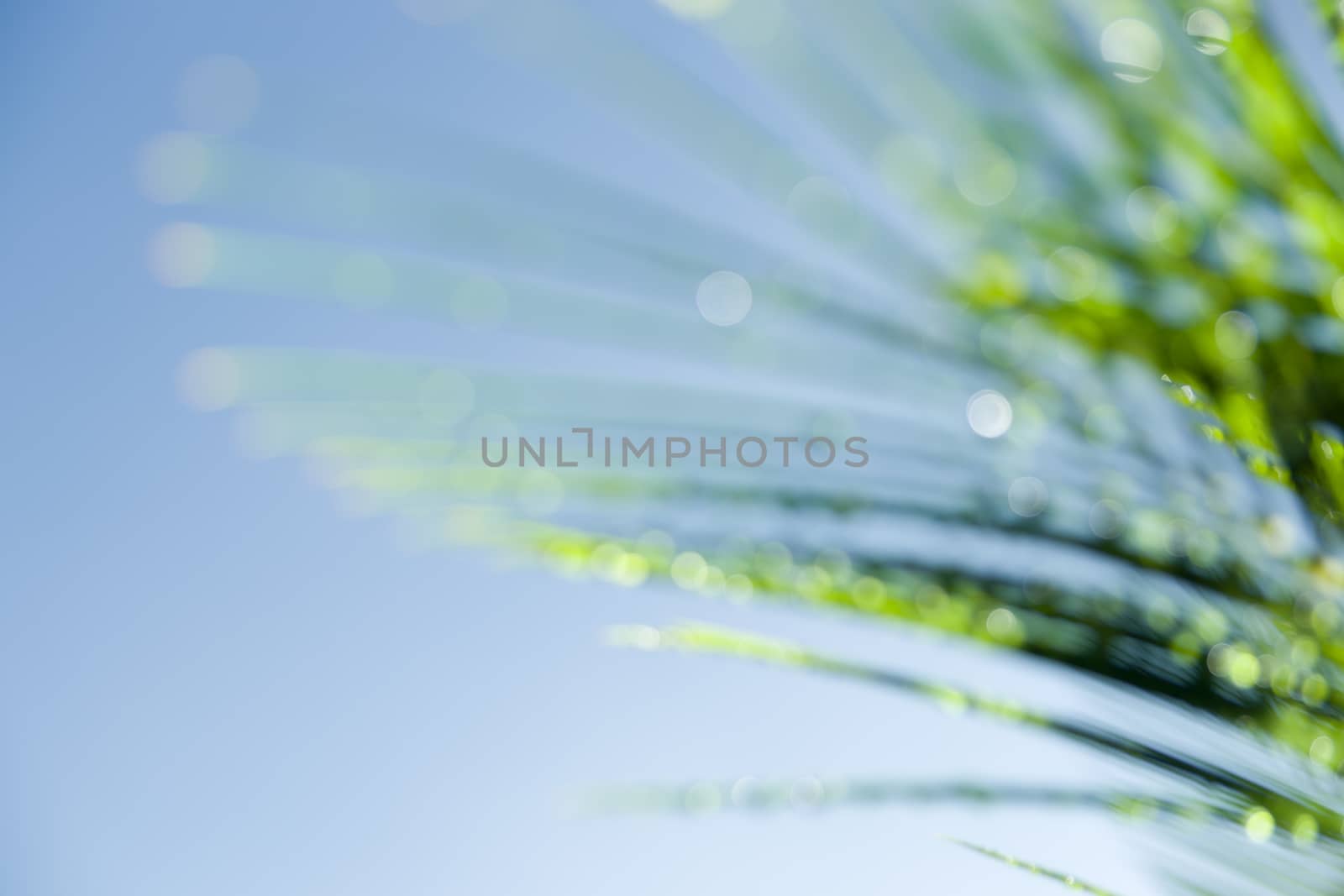 Defocused Cycad frond light catching on dew drops against blue sky.