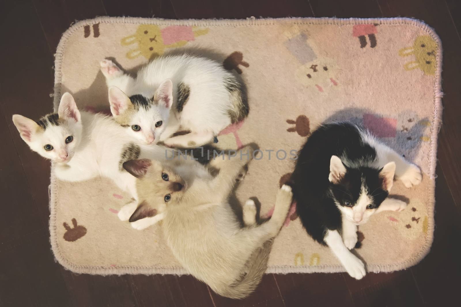 Cute kittens on carpet