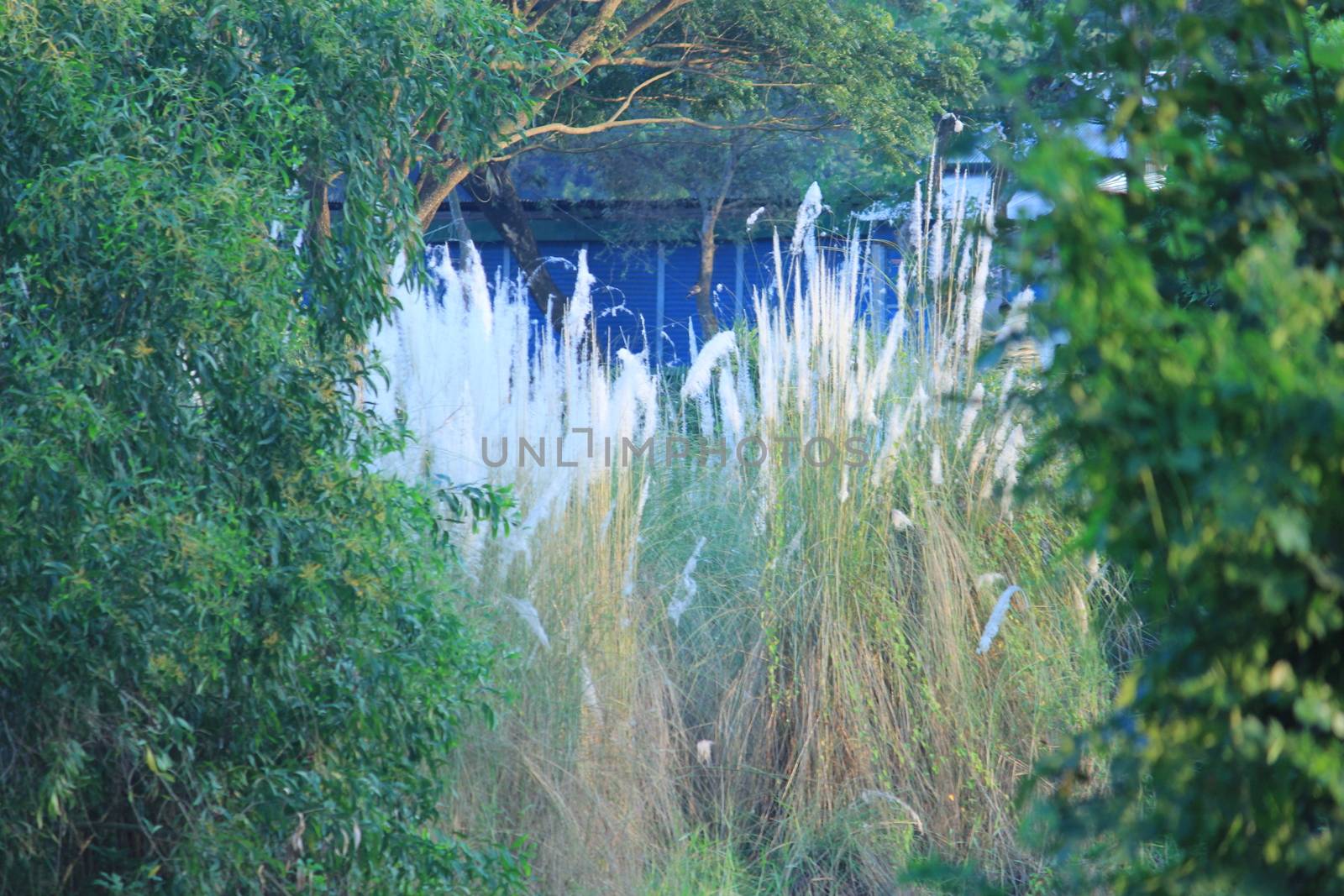 Sundarban Mangrove forest