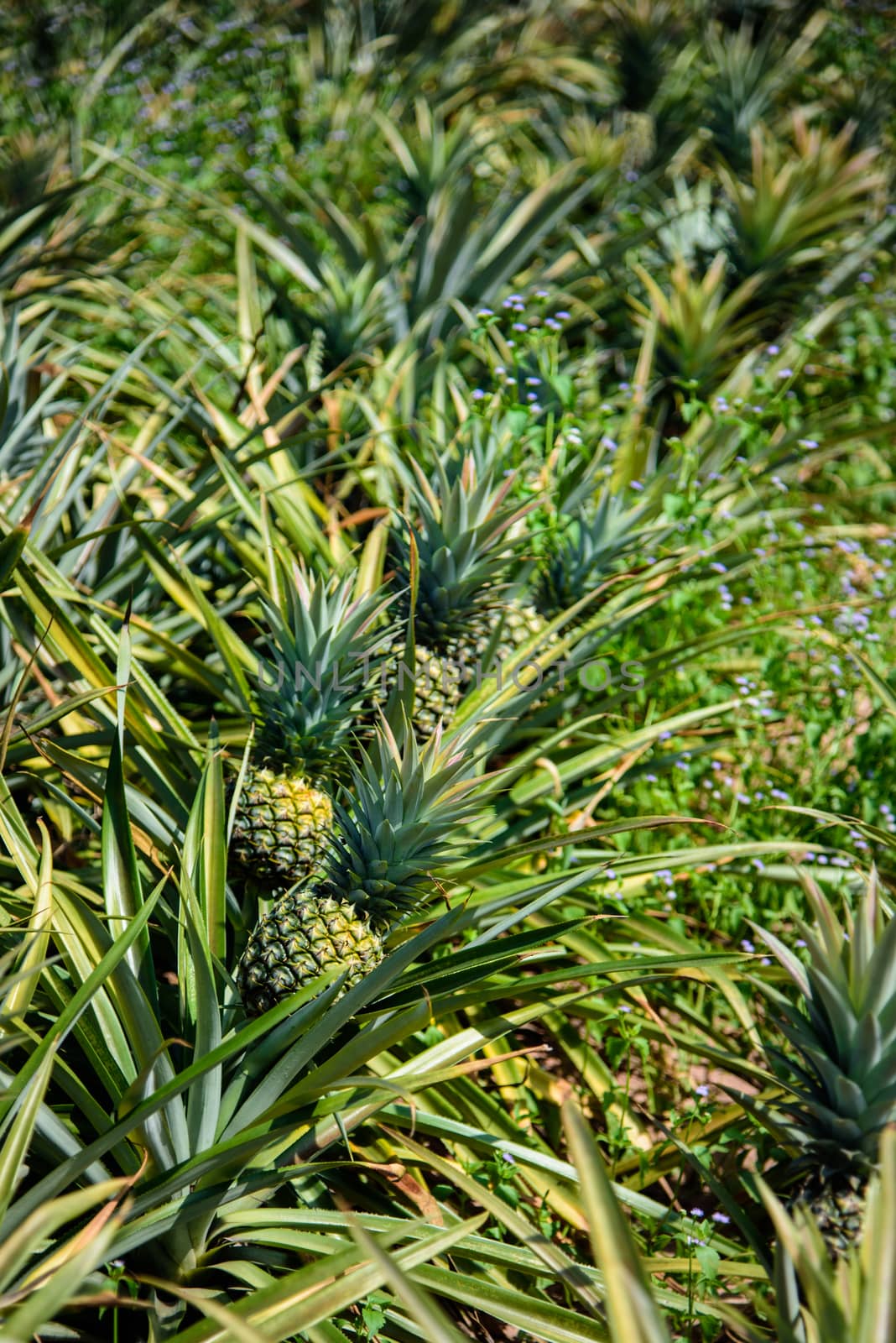 Pineapple farm, Sriracha, Chonburi, Thailand