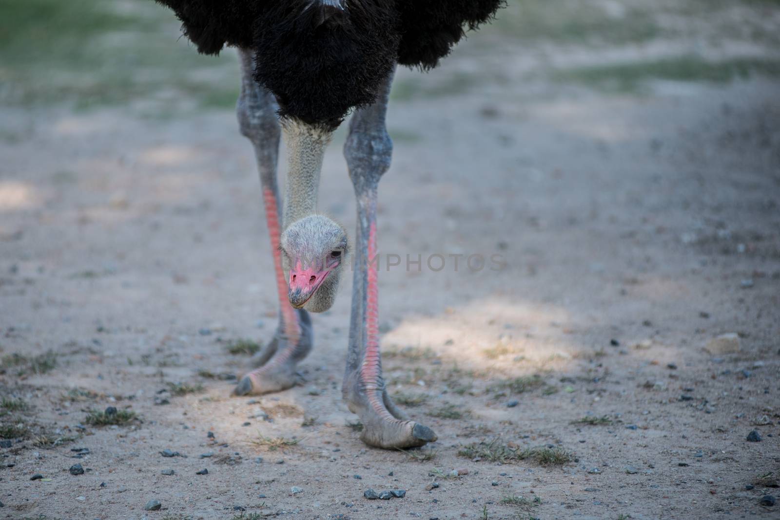 Ostrich by pixbox77