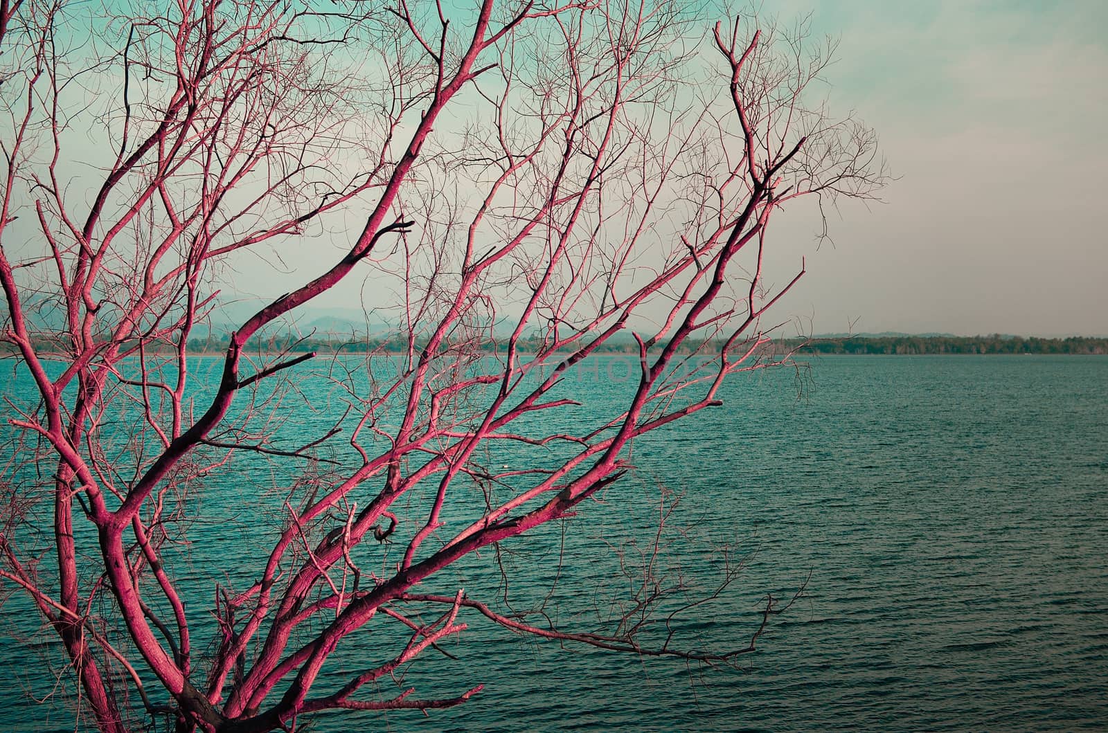 Dry tree at lake by pixbox77