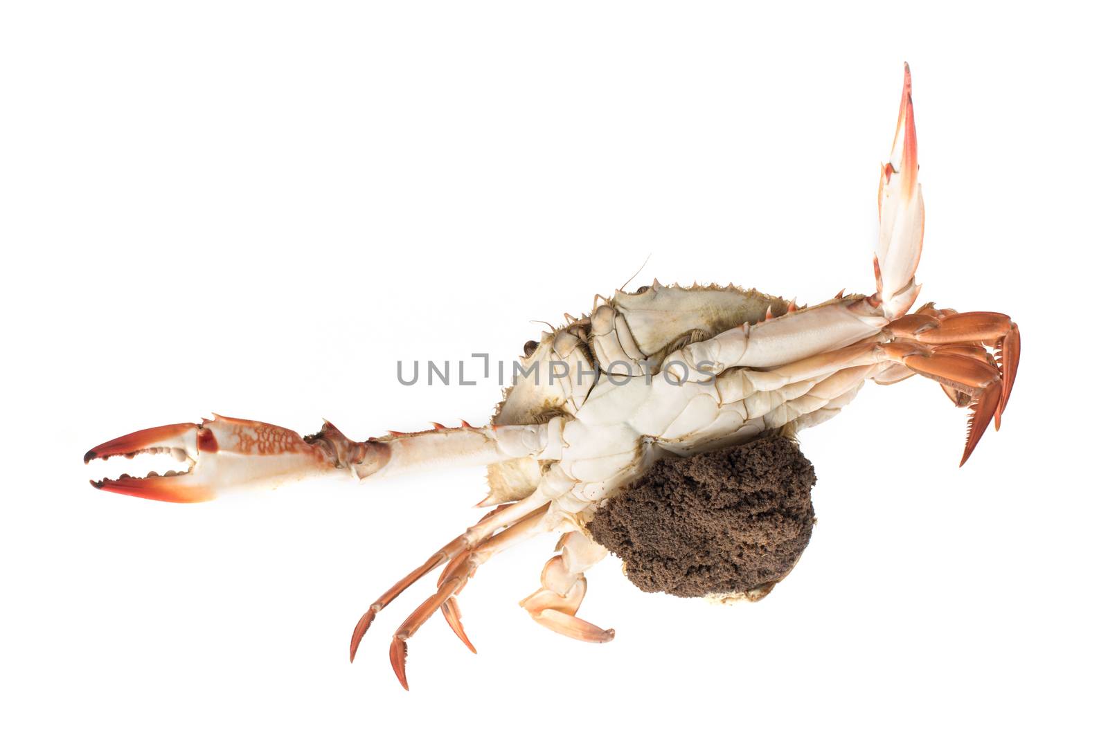 Mother Crab steamed with egg isolated on white background