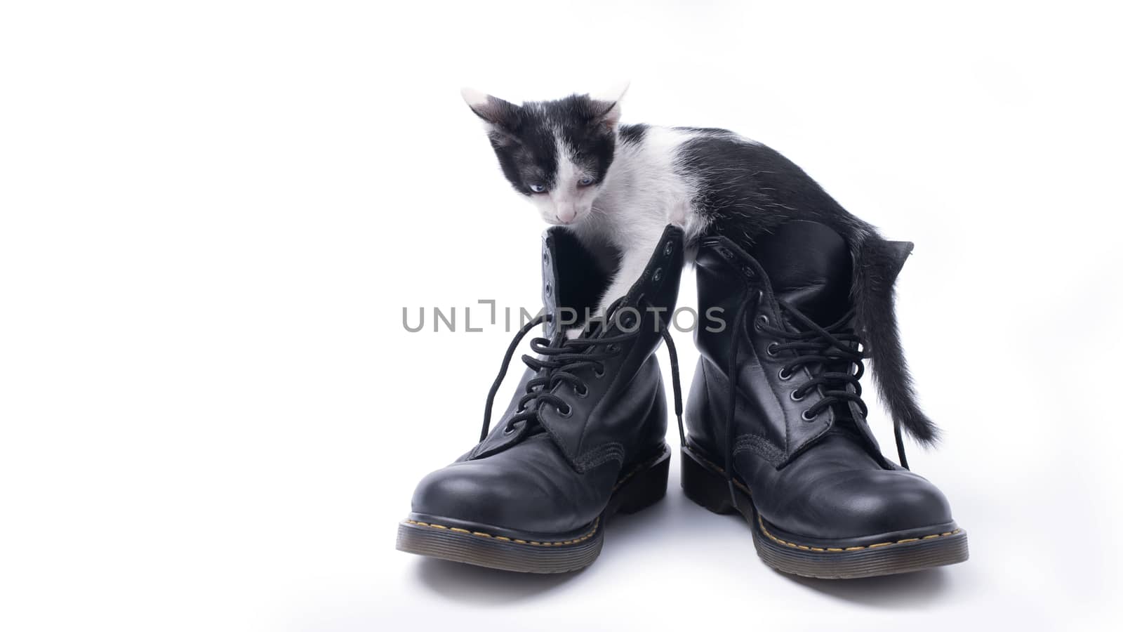 Cute kitten in the boots isolated