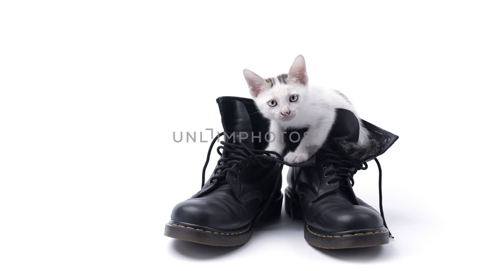 Cute kitten in the boots isolated by pixbox77