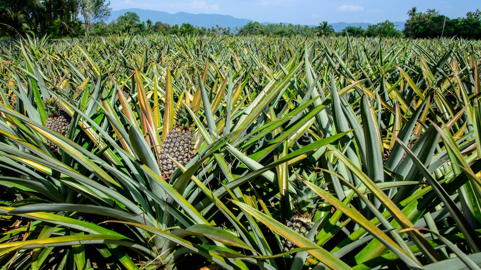 Pineapple farm waiting for harvest
