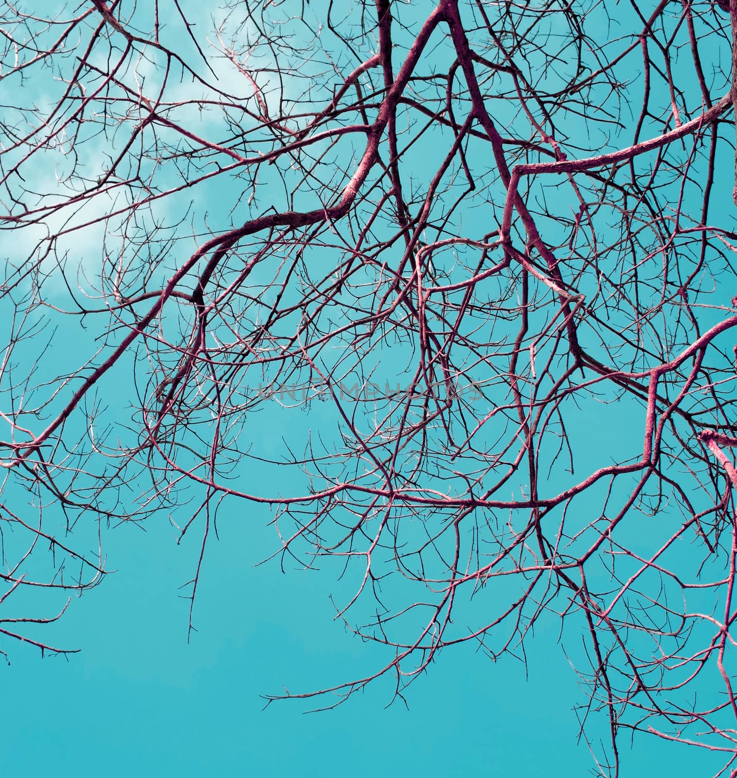 Branches of dry wood with blue sky  by pixbox77