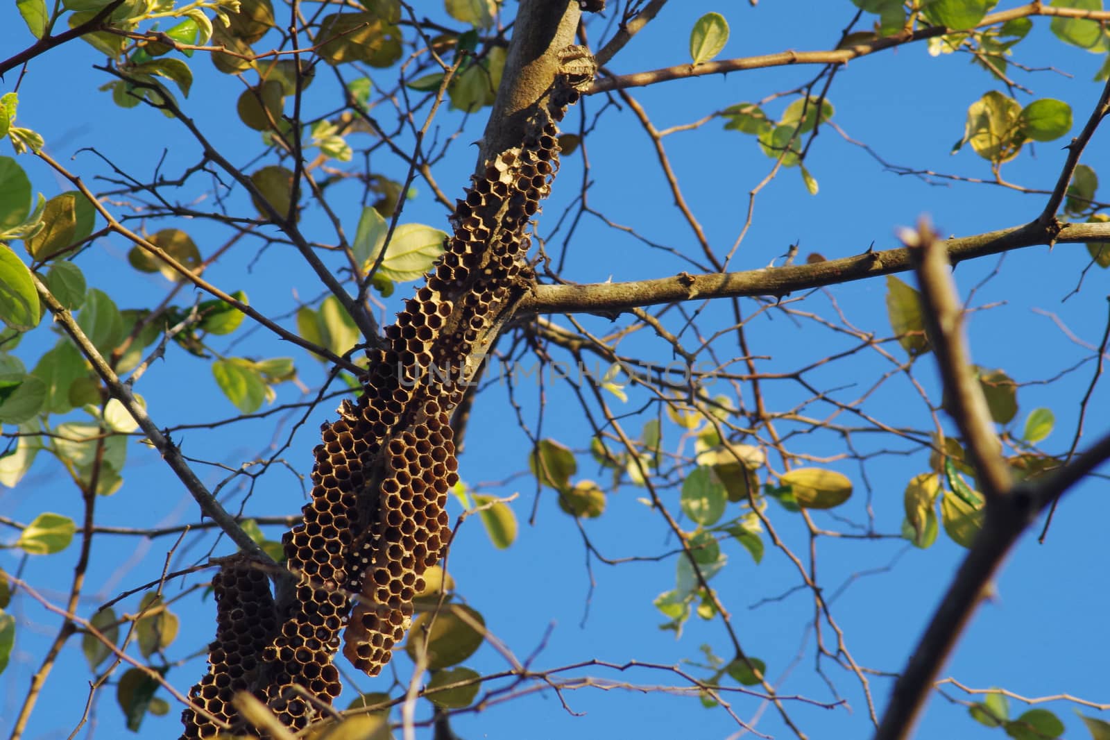 Wasp's nest on tree (hornet's nest)