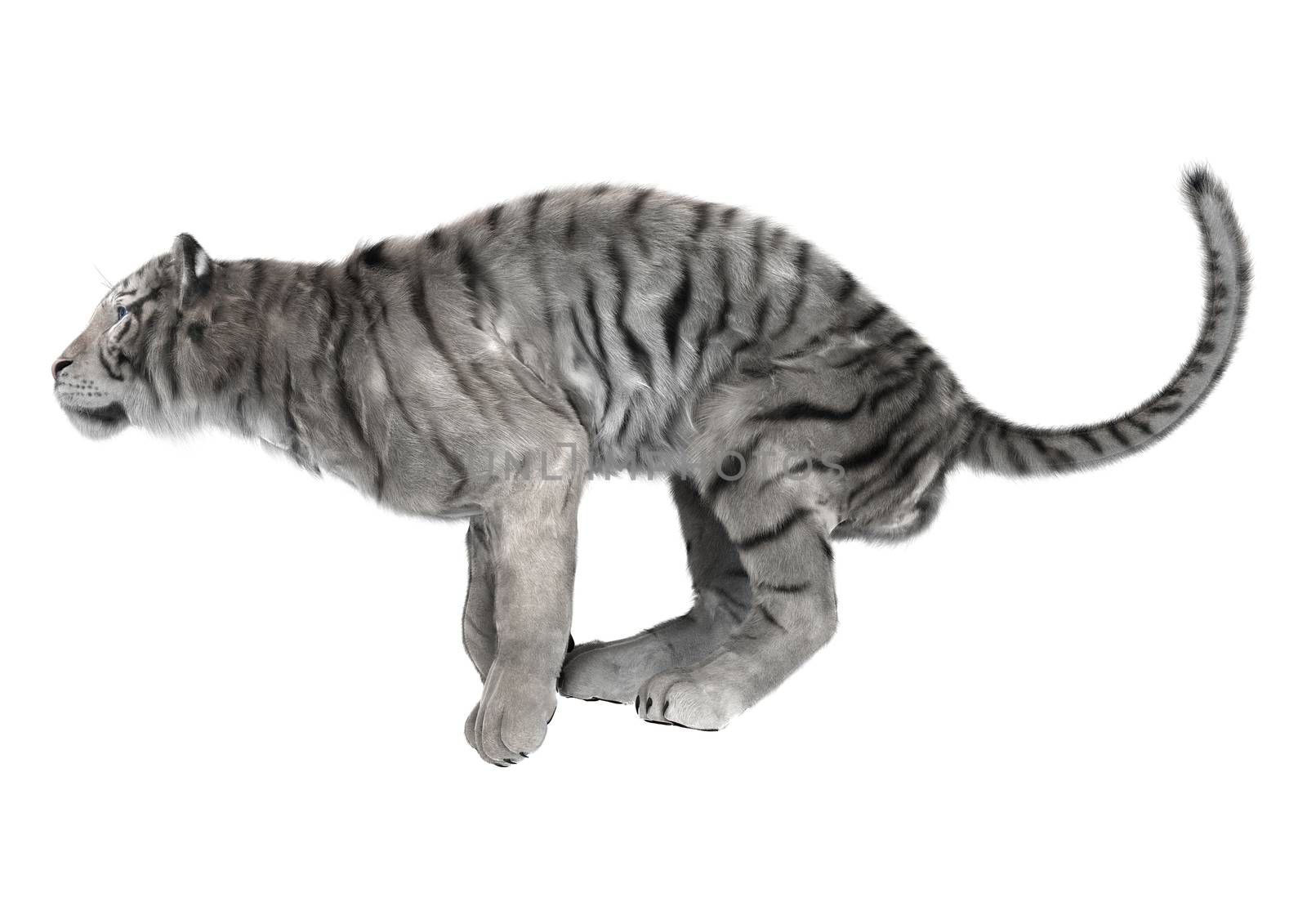 3D digital render of a white tiger ready to jump isolated on white background