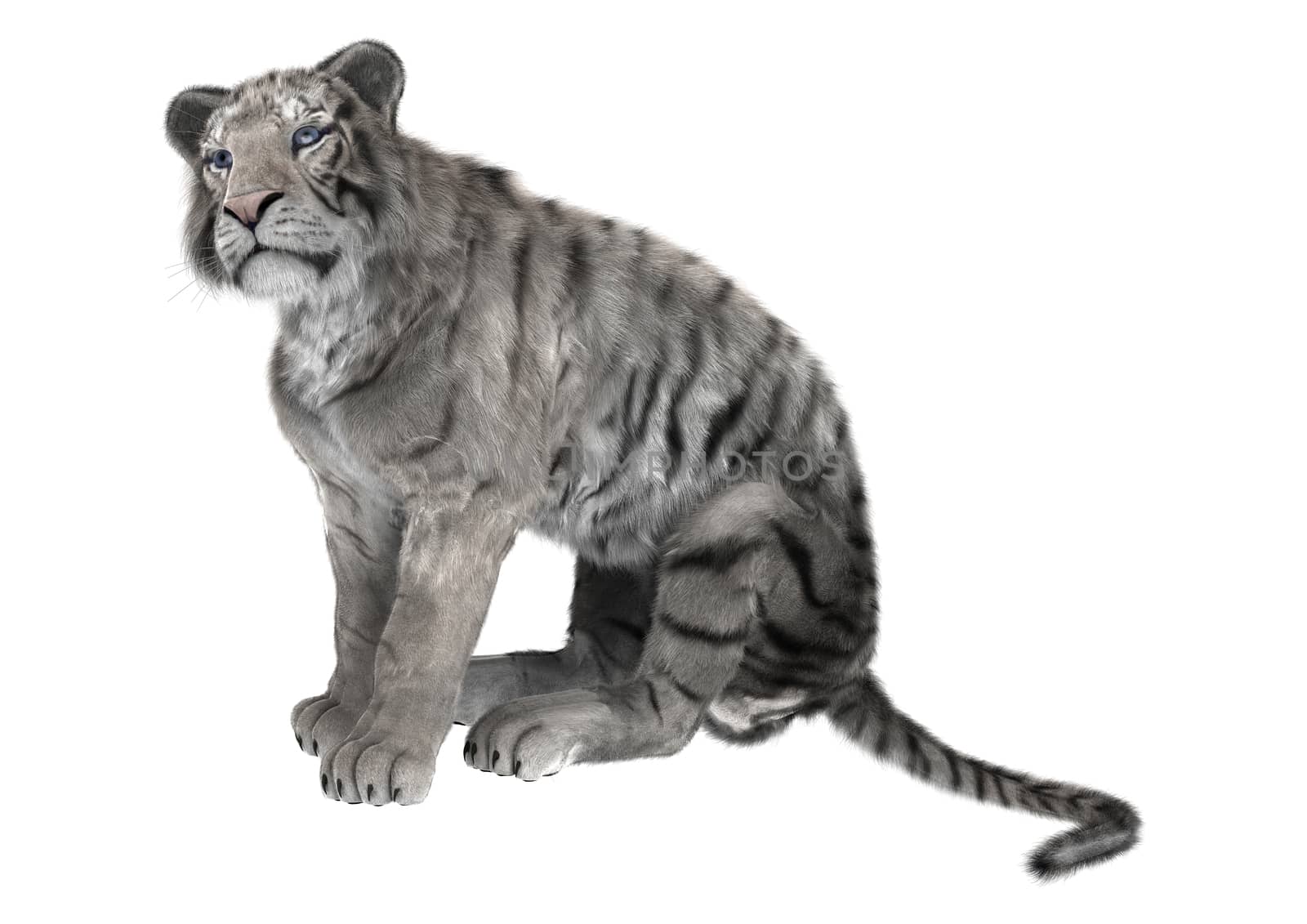 3D digital render of a white tiger isolated on white background