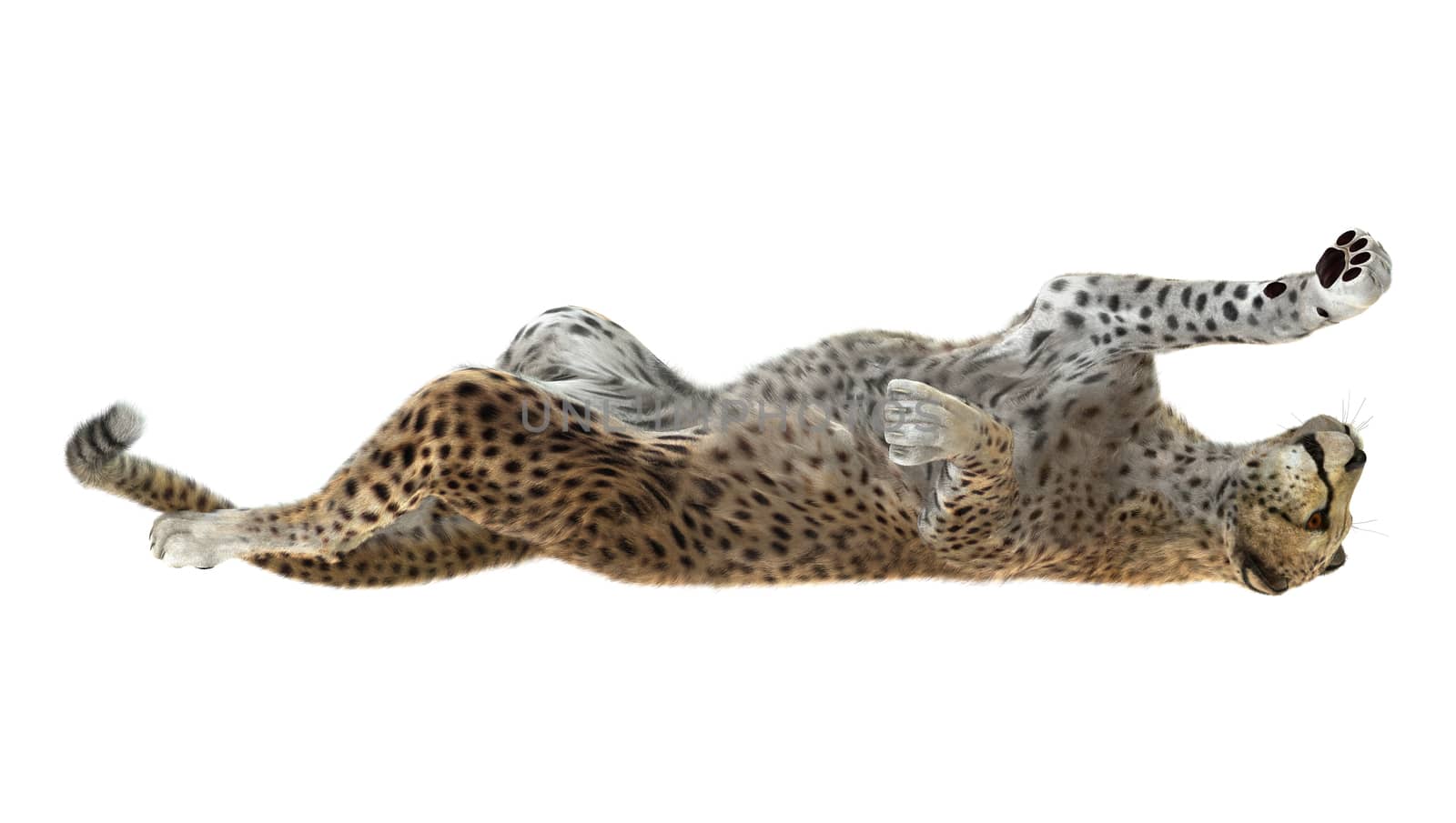 3D digital render of a playing cheetah isolated on white background