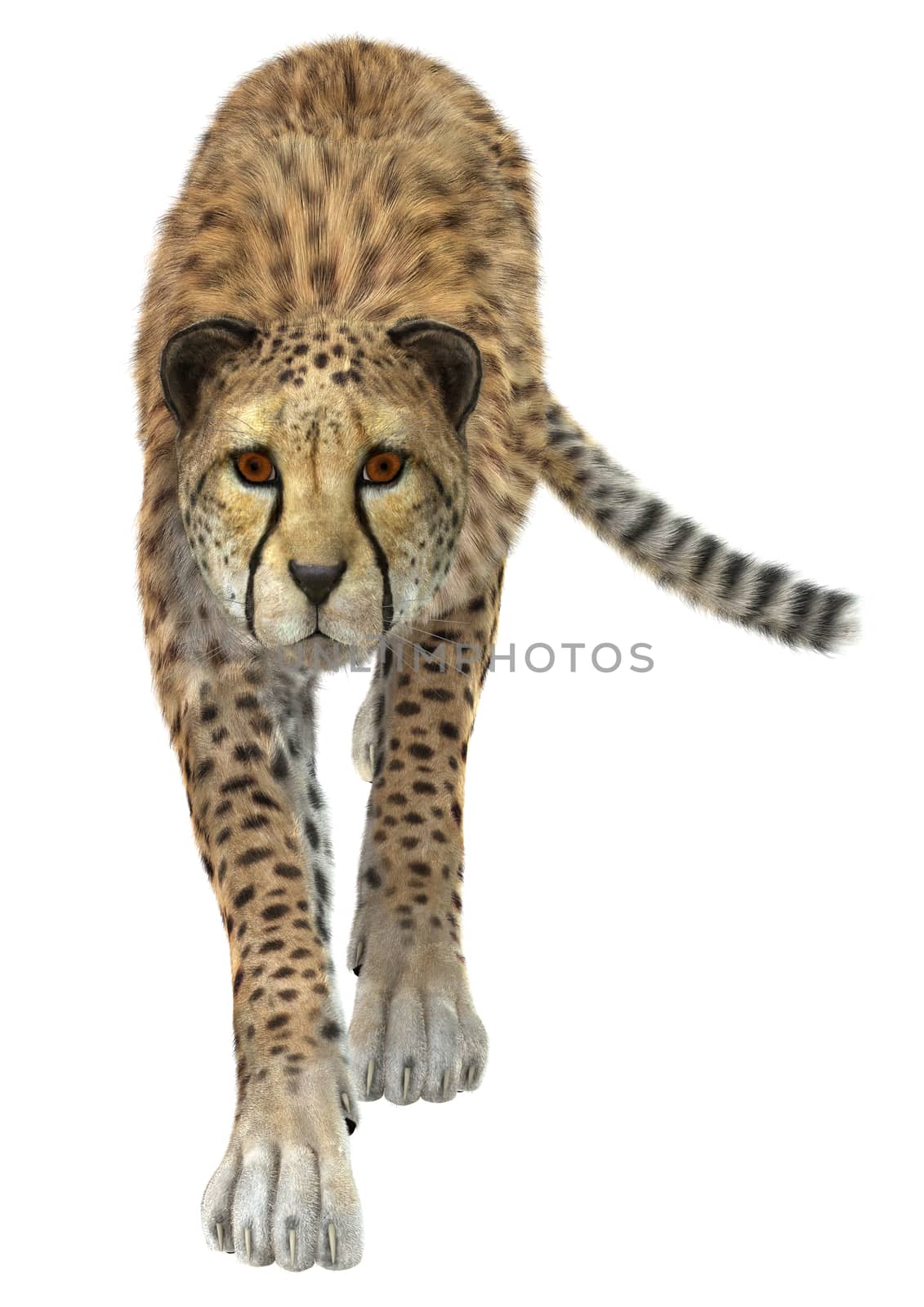 3D digital render of a hunting cheetah isolated on white background