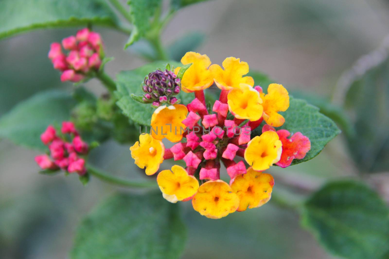 Macro photo of a pink and yellow flower with green background