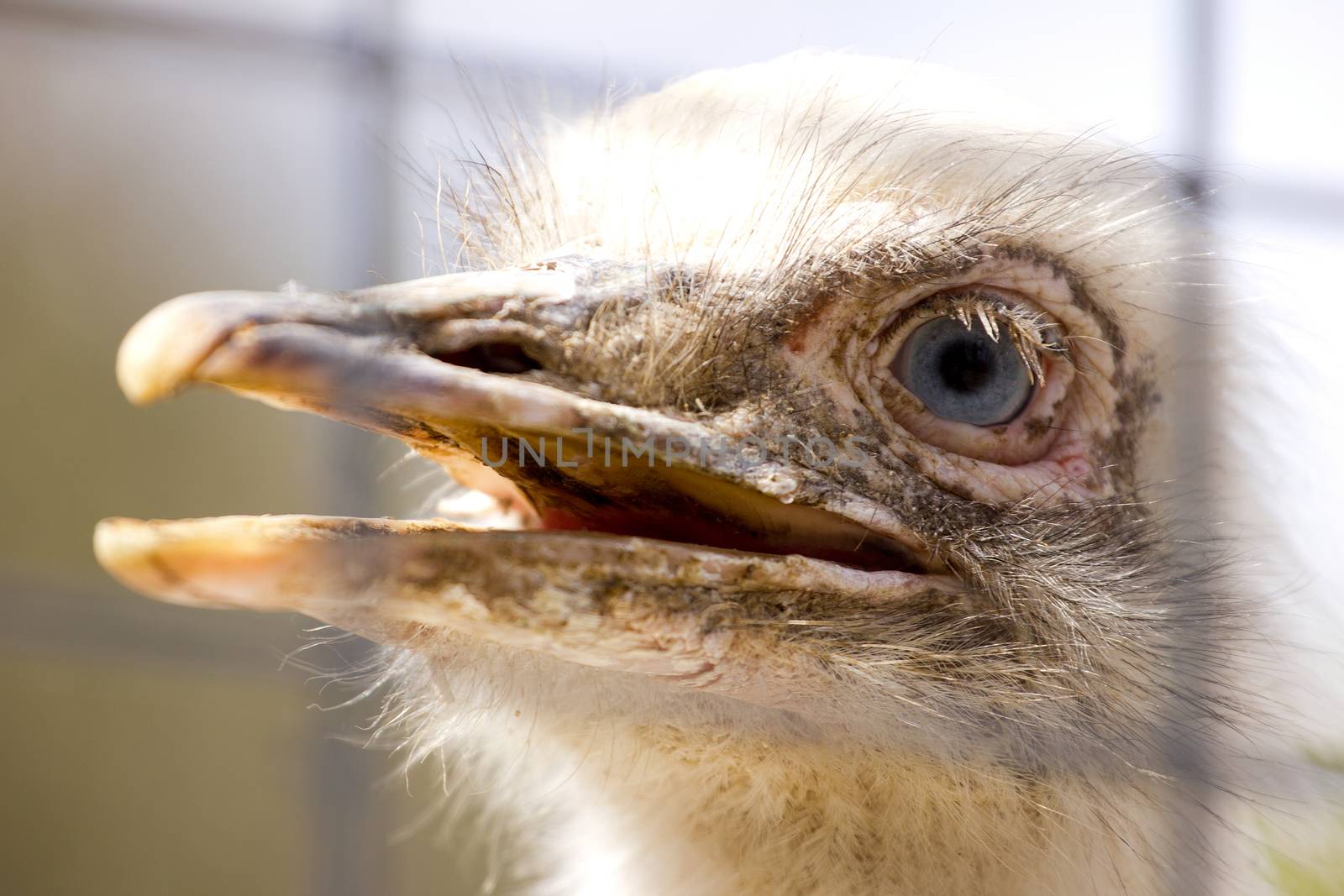 Portrait of white rhea americana