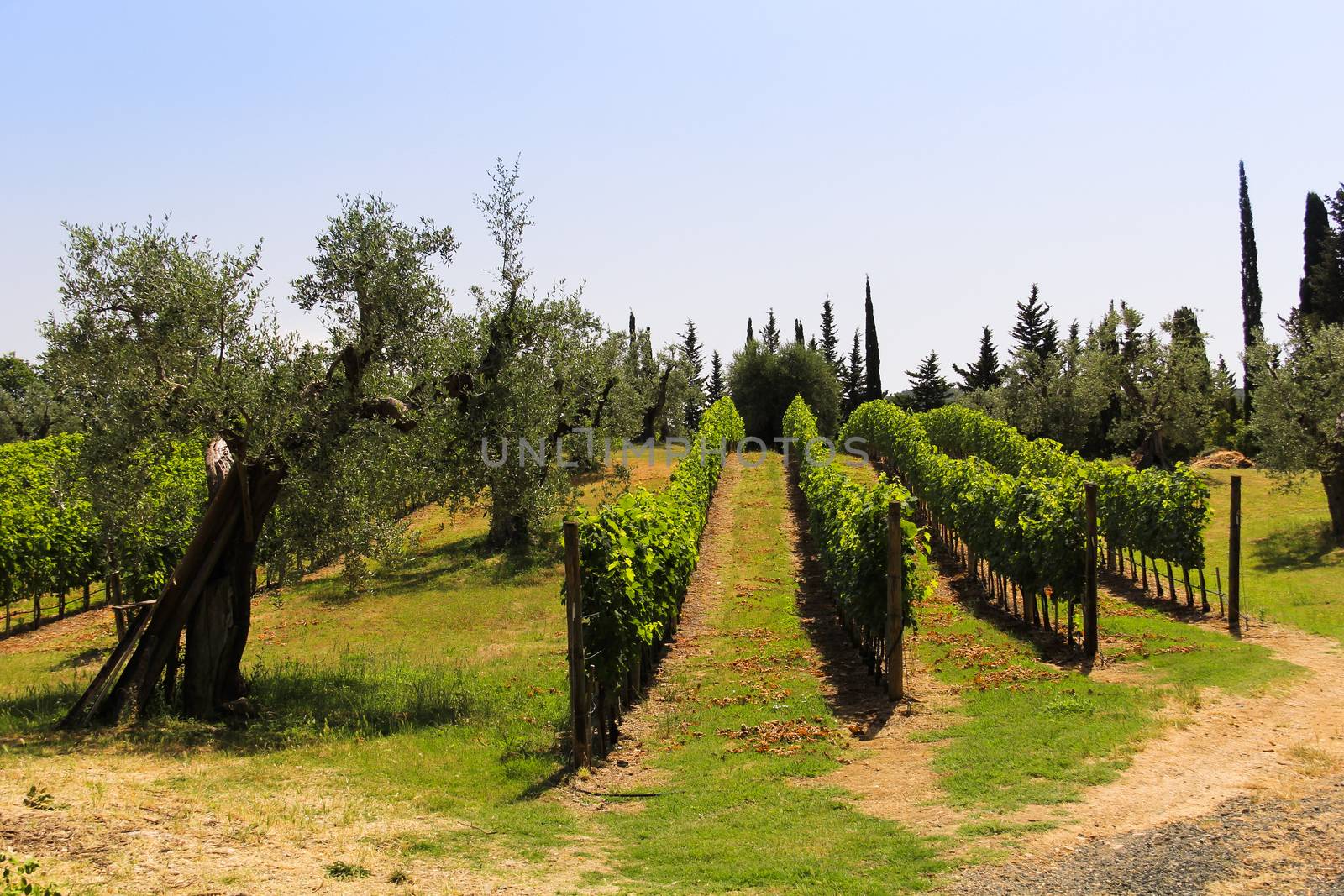 Rows of vines in the Tuscan countryside, in a beautiful summer day