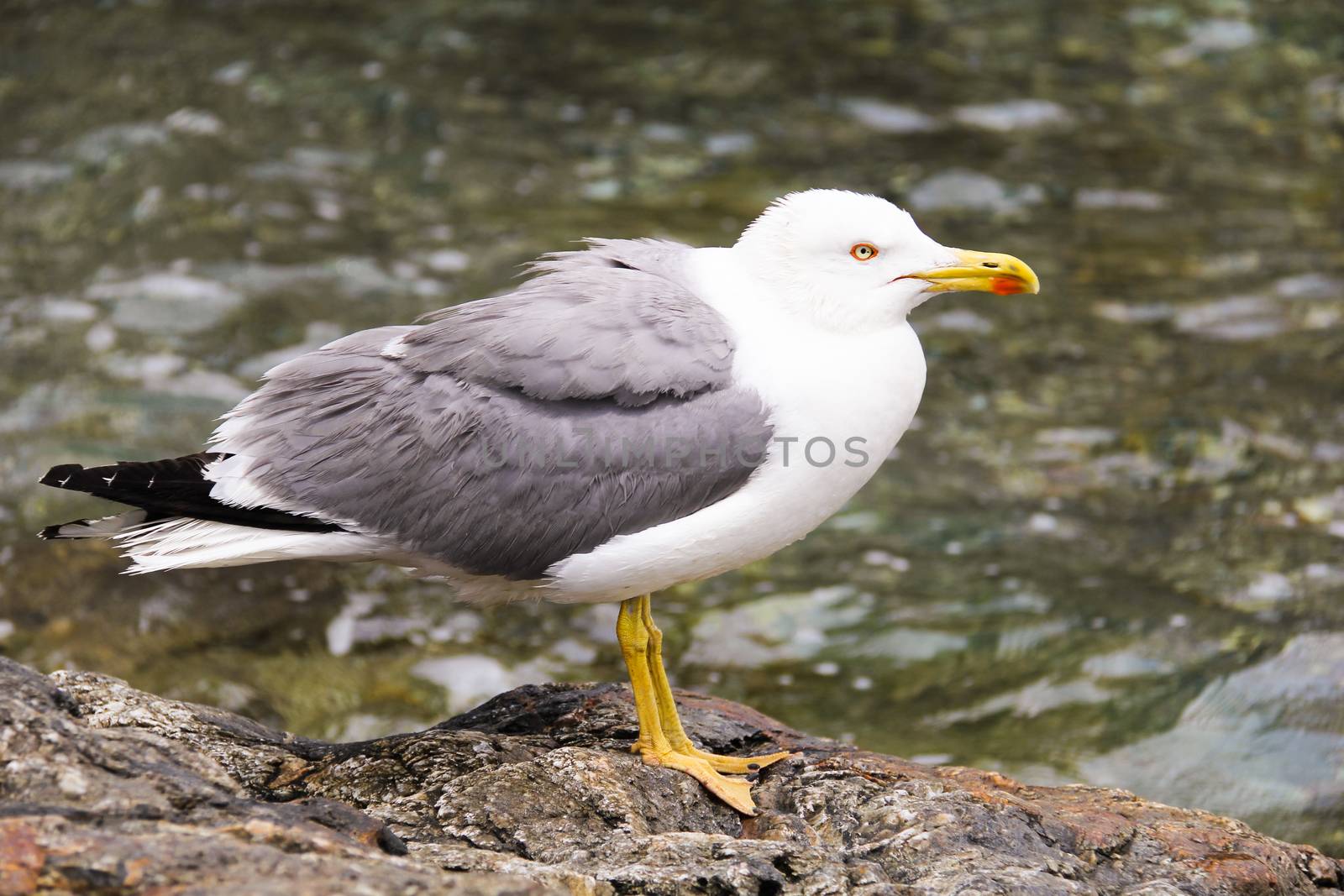 seagull, posing on a rock by the sea