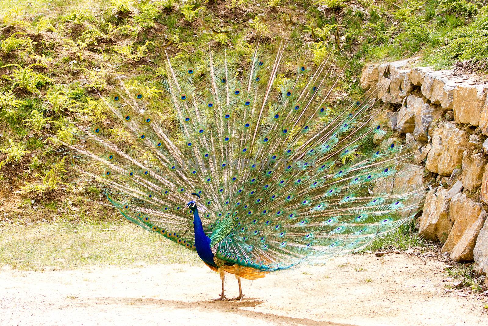 Blue peafowl displaying by gwolters