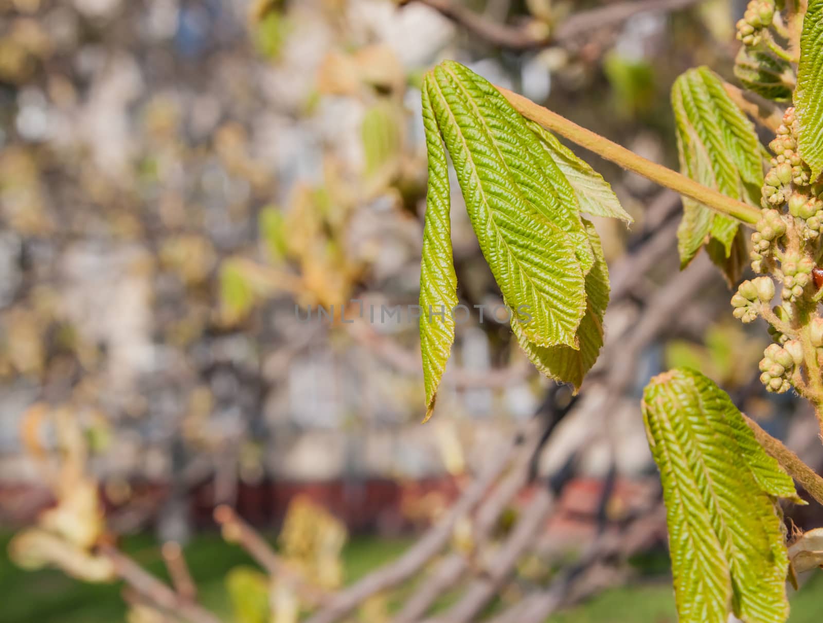 spring chestnut bud by Chechotkin