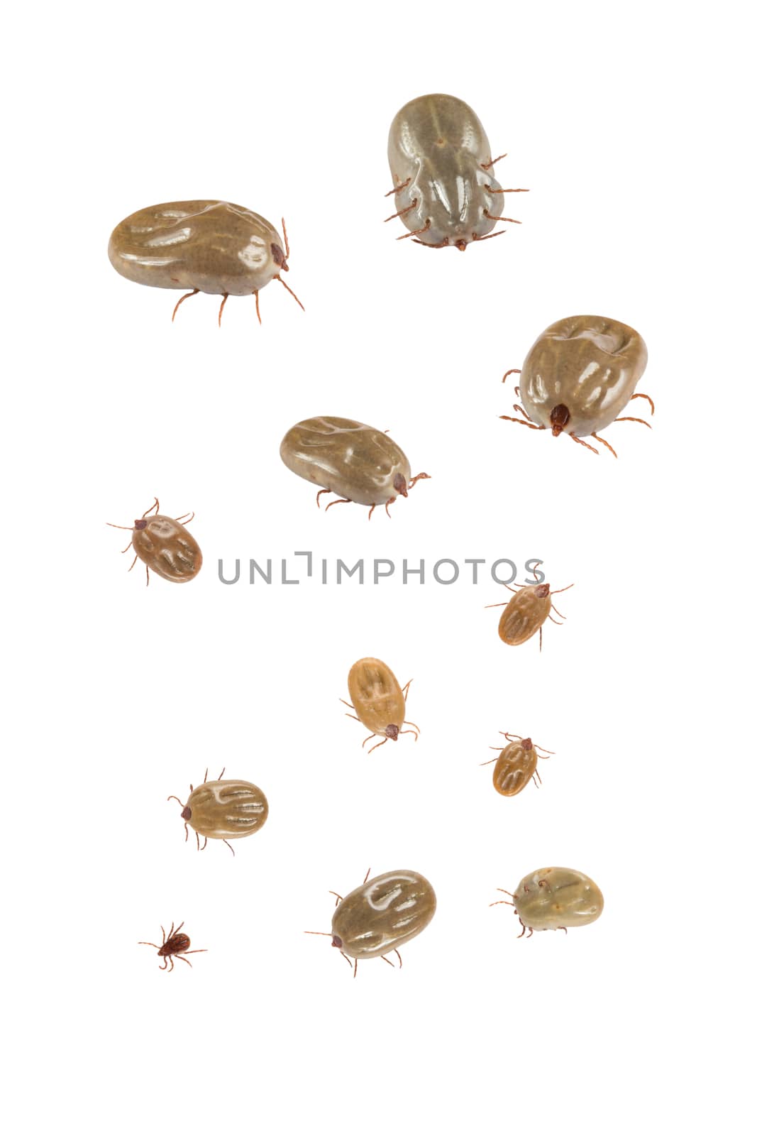 Ticks isolated on white background by papound