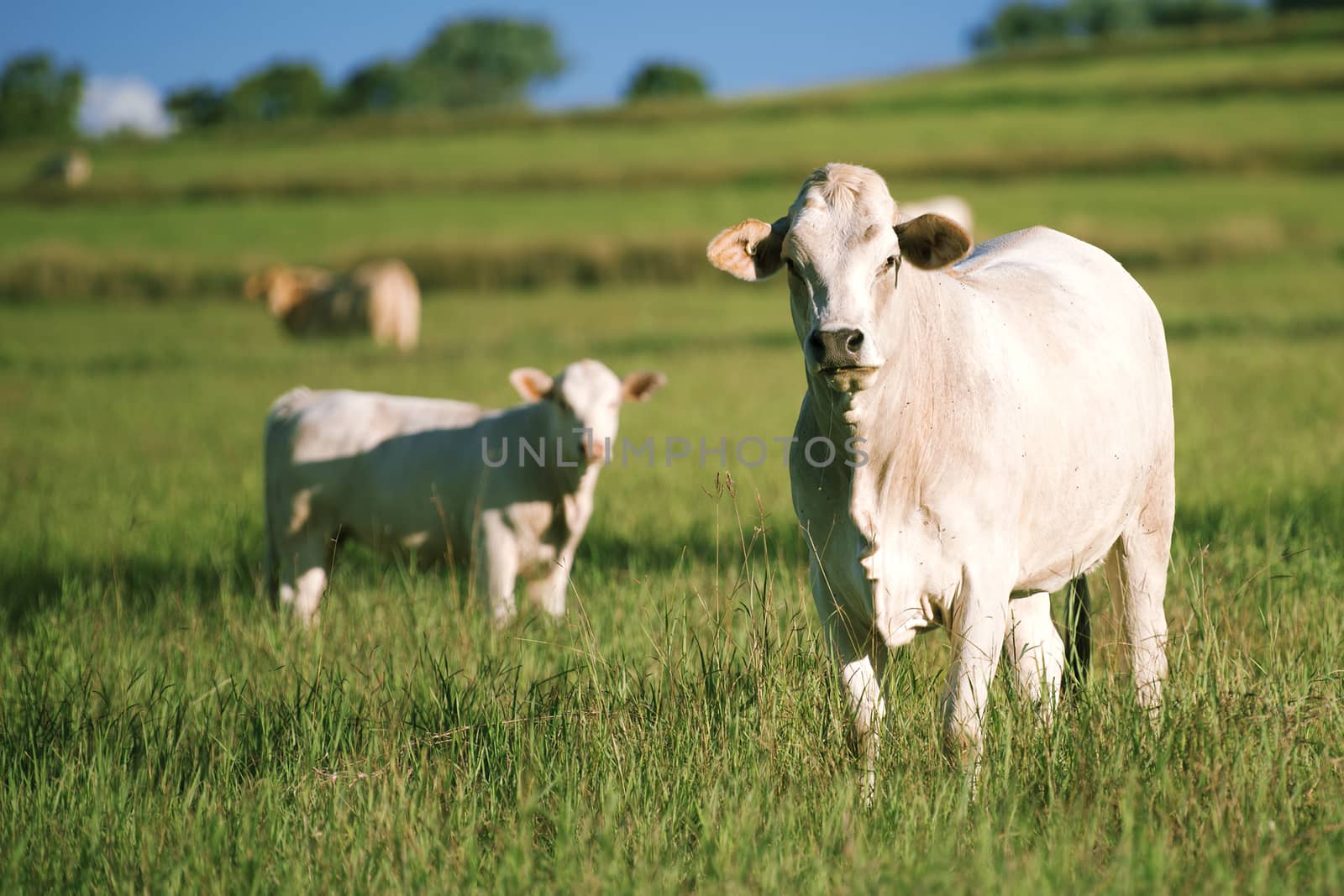 Group of cows with baby cow. by artistrobd