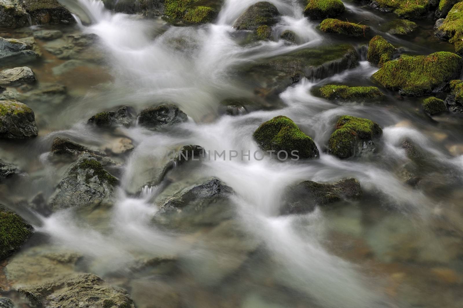 Muir Woods by pazham