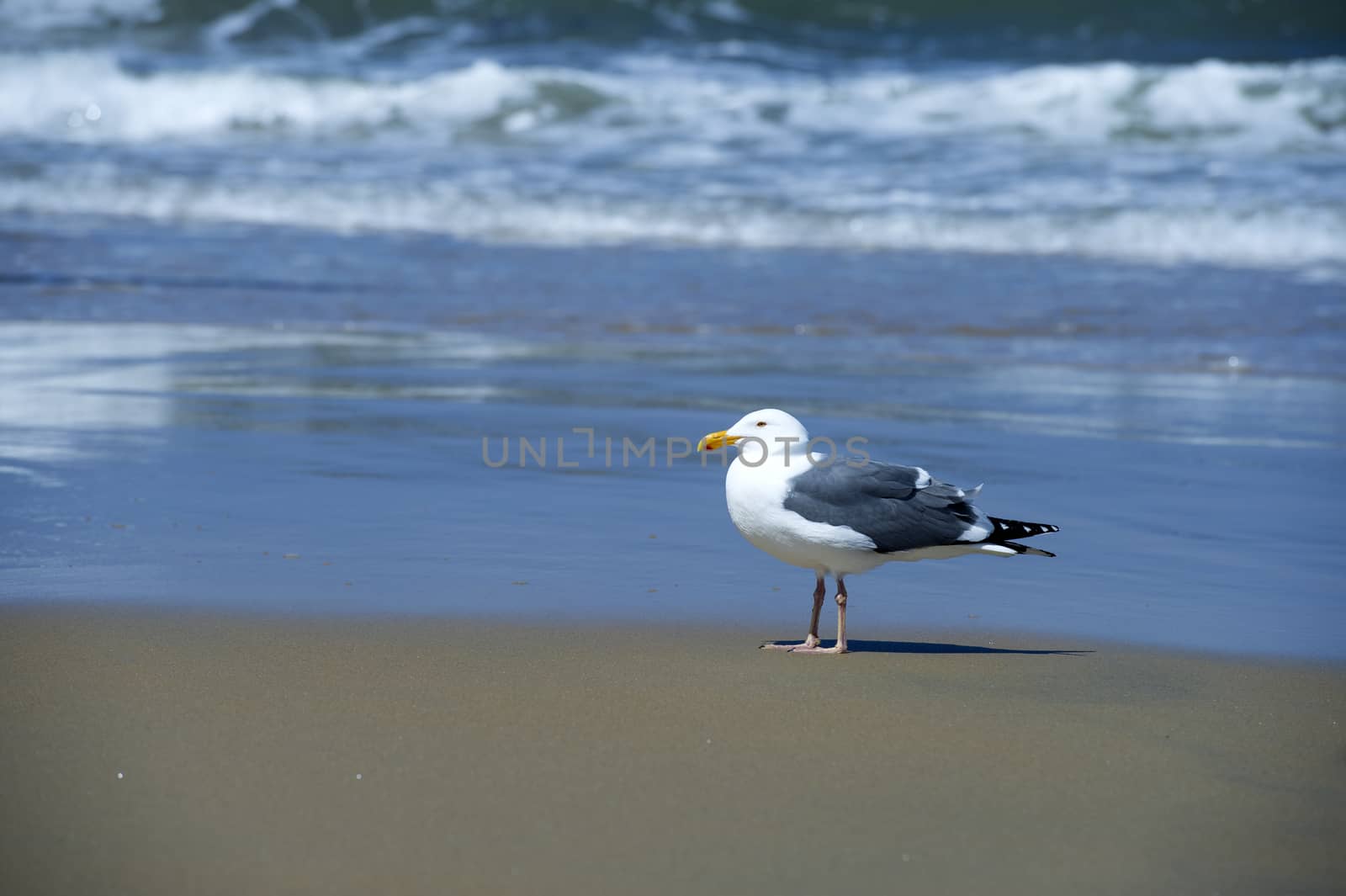 Sea Gull by pazham