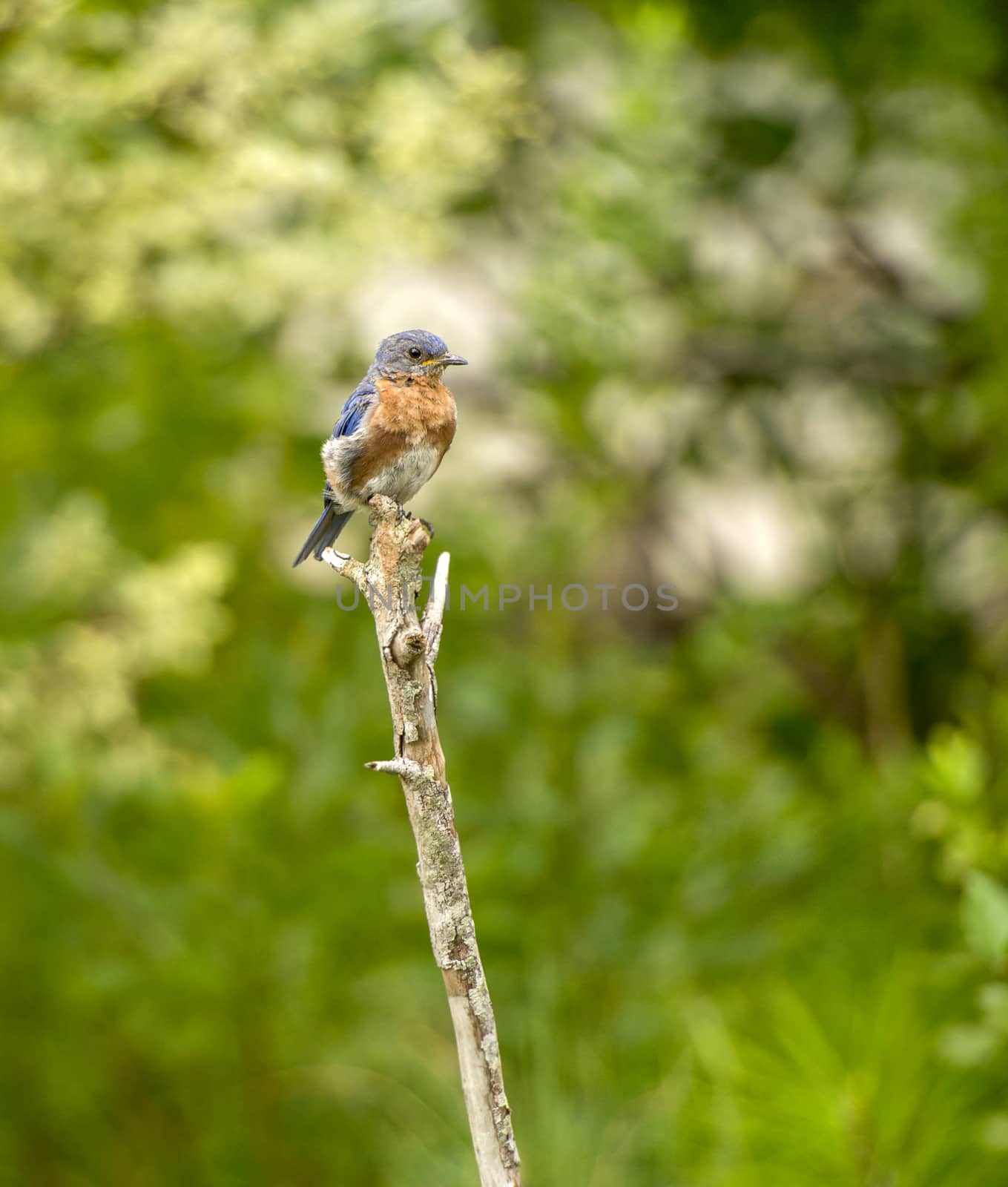 Eastern Bluebird by pazham