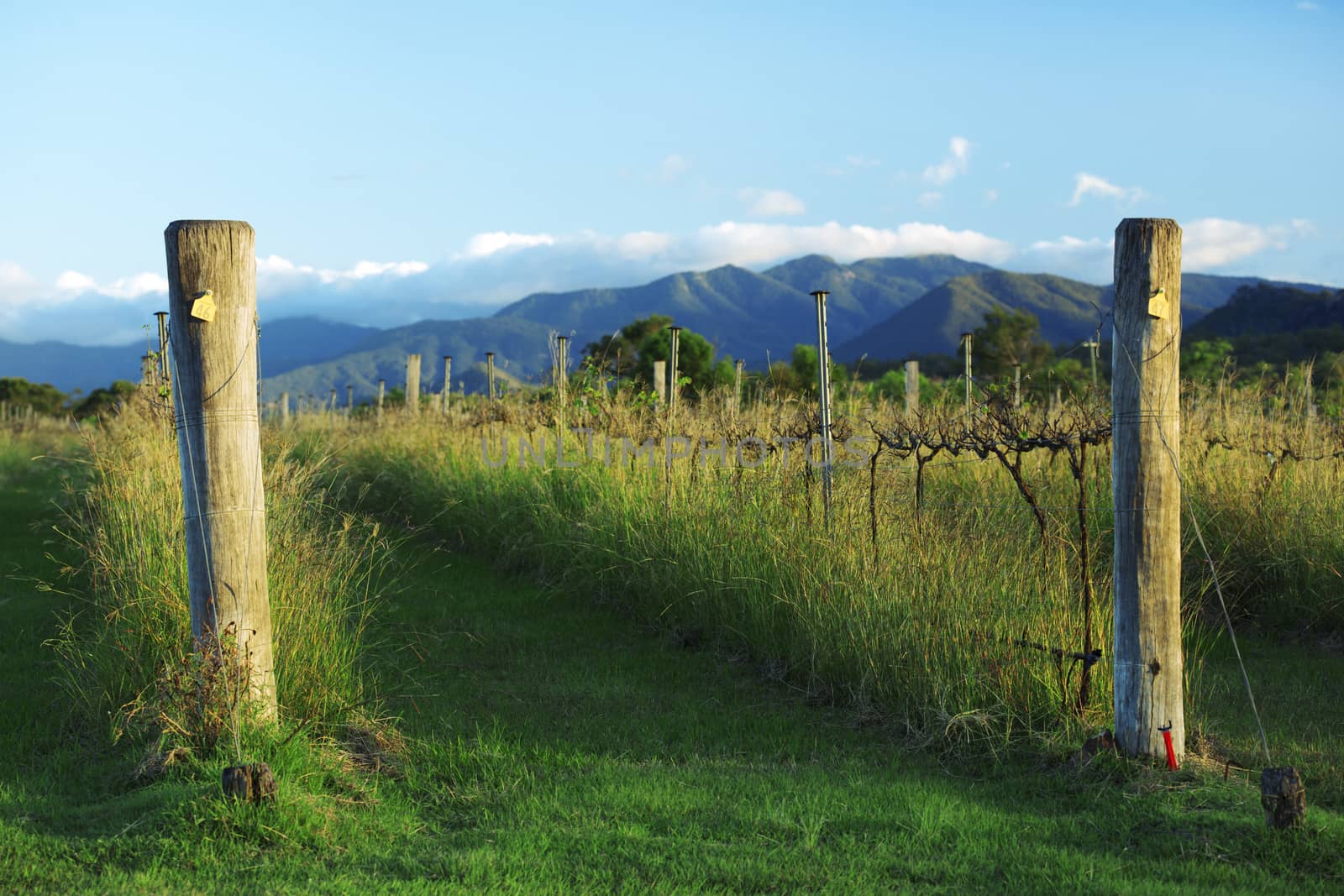 Vineyard in Kooroomba by artistrobd