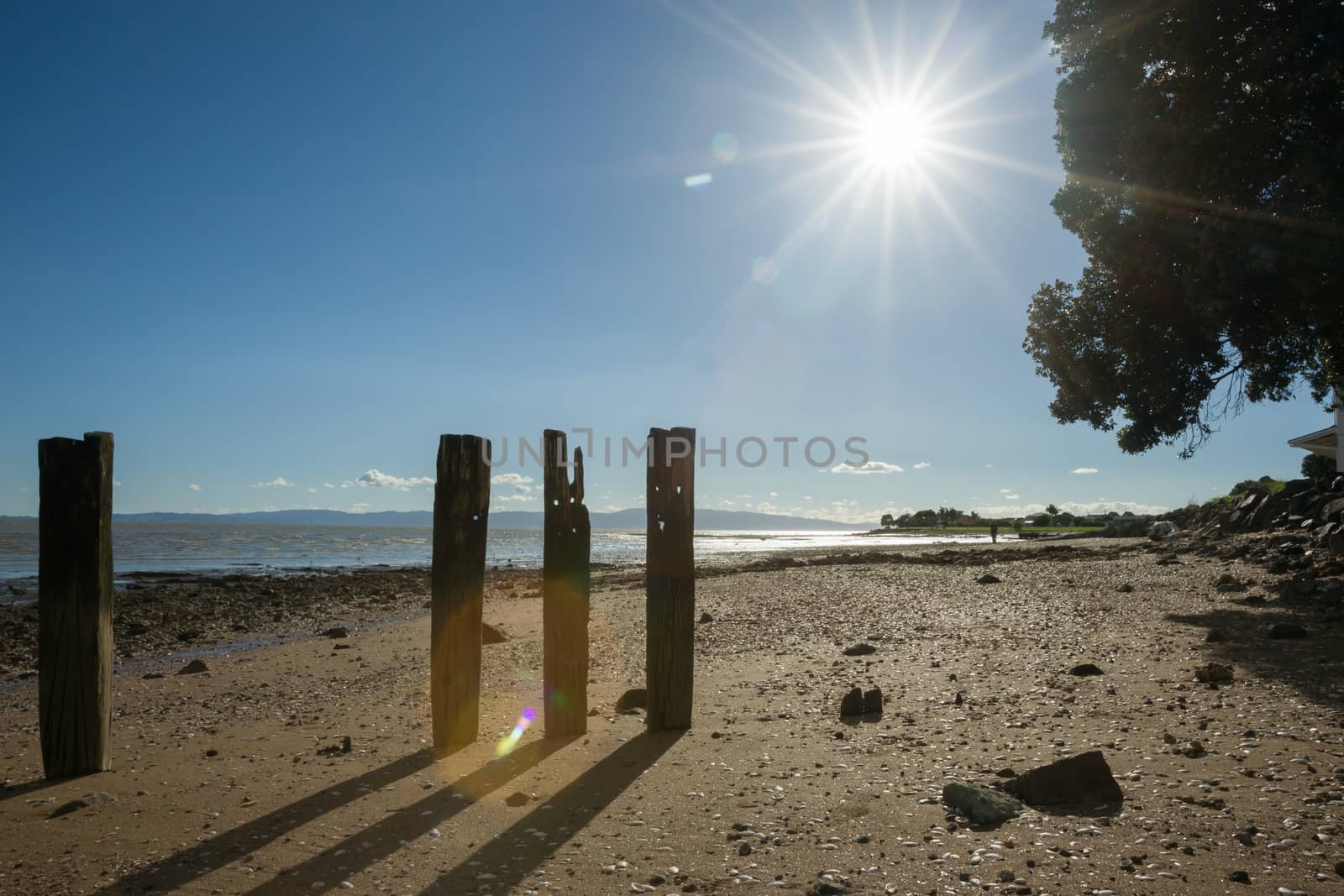 Tararu Beach, Thames, Coromandel., old jetty piles at low tide.