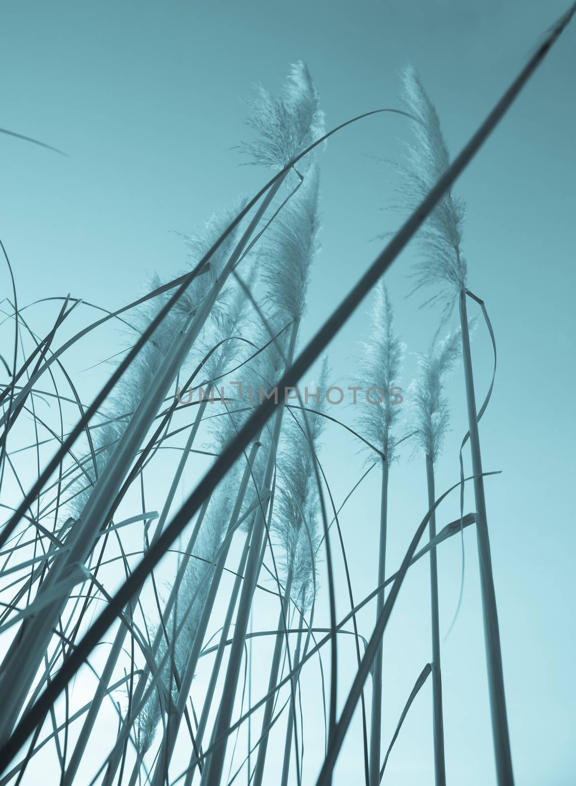 PAmpas grass old-fashioned style image vertical composition low angle