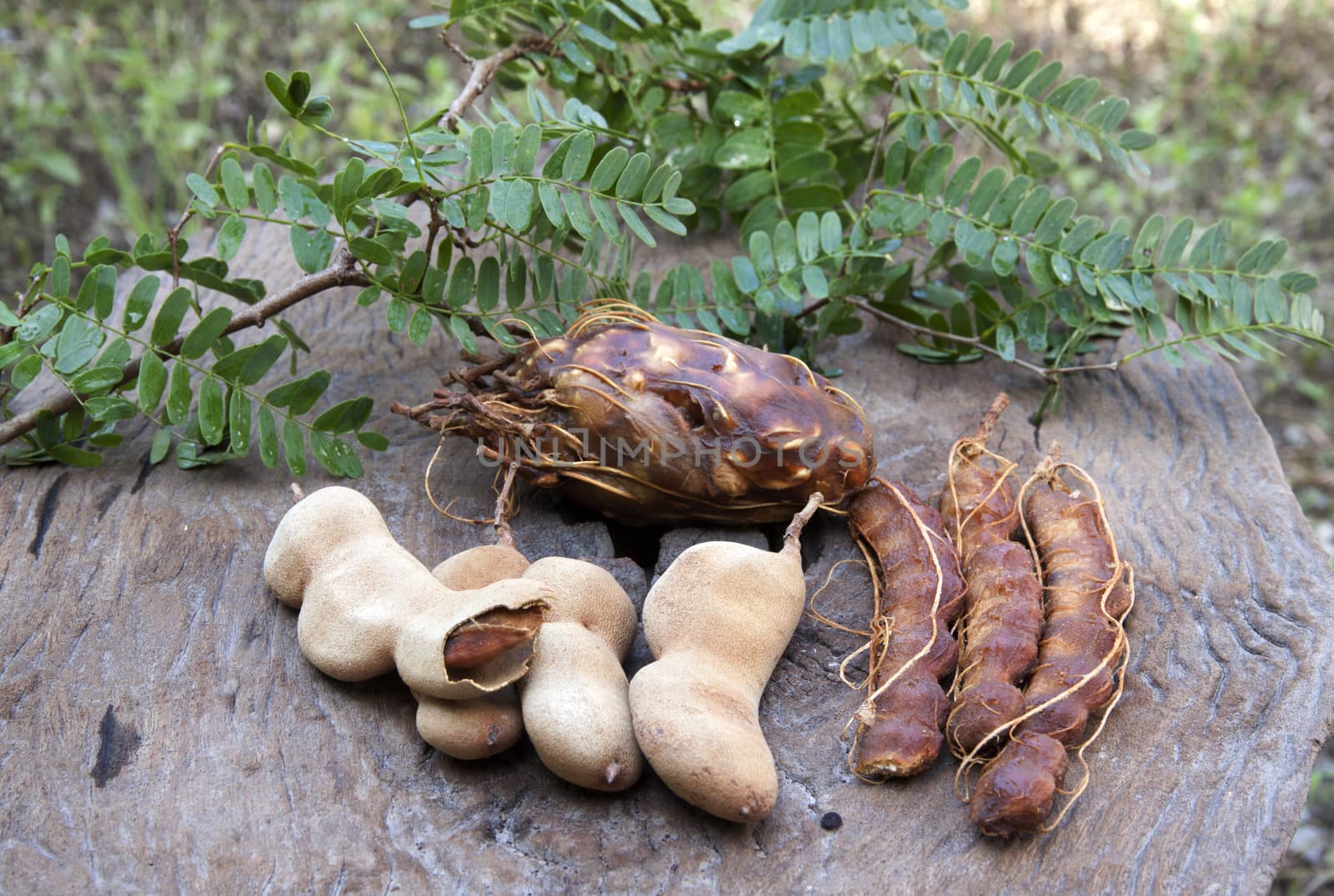 Tamarind lump sum to bring to market.on old wood.