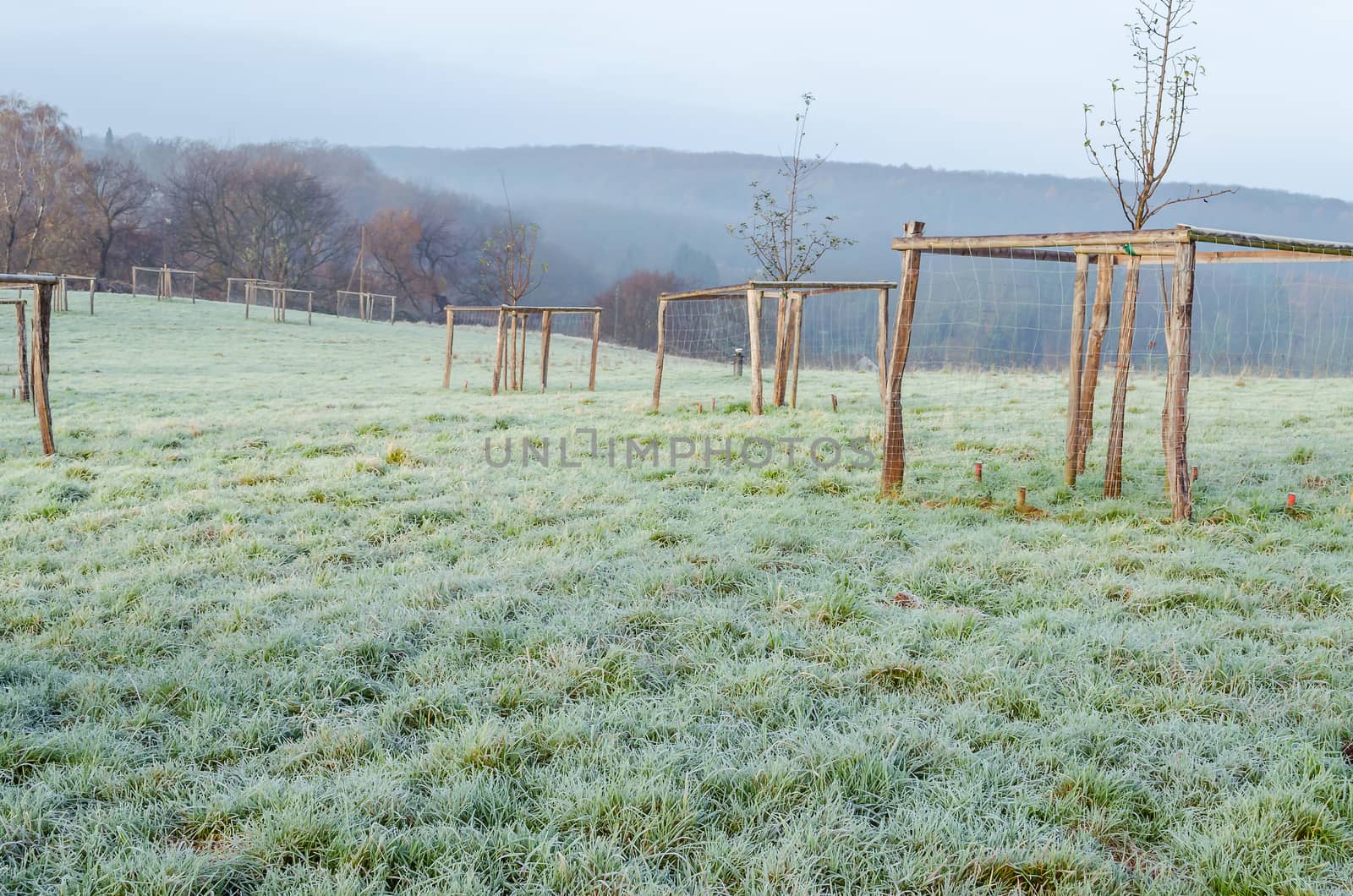 Hoar frost on the grass in a large meadow. Recording after a night of frost.