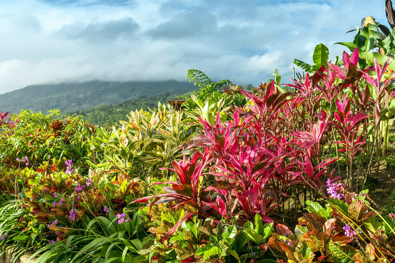 Garden with various tropical plants and flower growing in a pattern