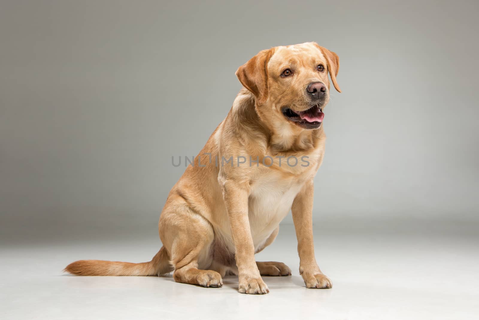 Labrador retriever, sitting in front on gray background