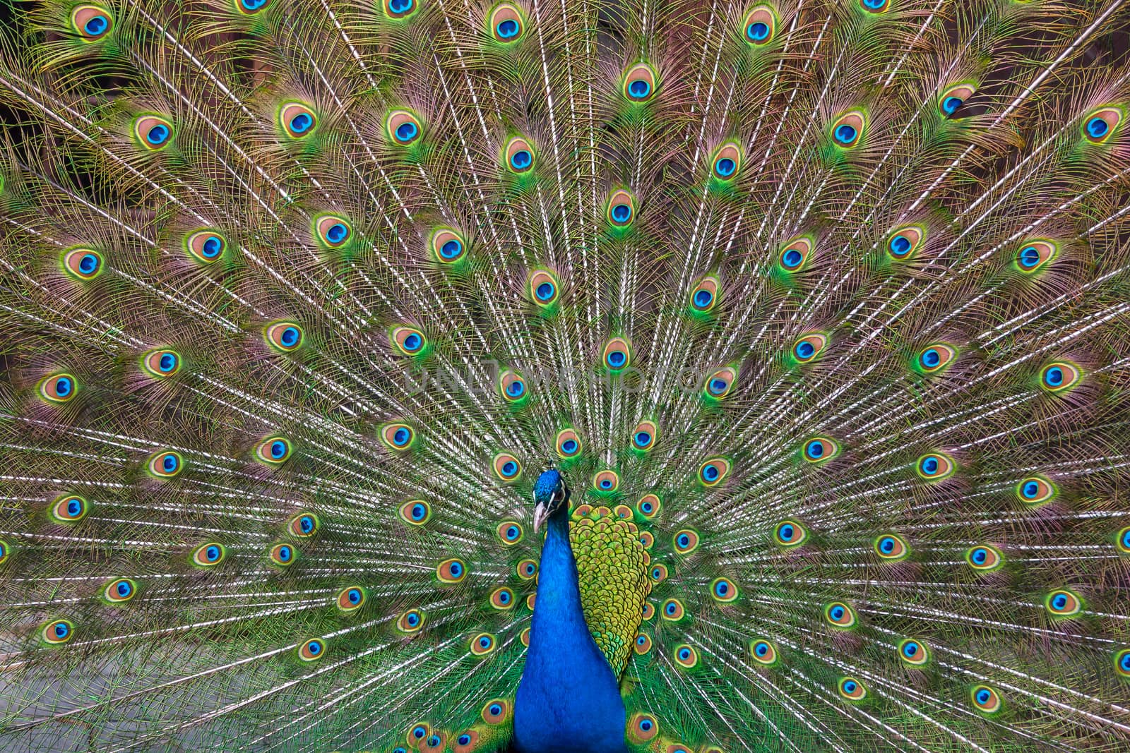 The Peacock with a beautiful multicolored feathers
