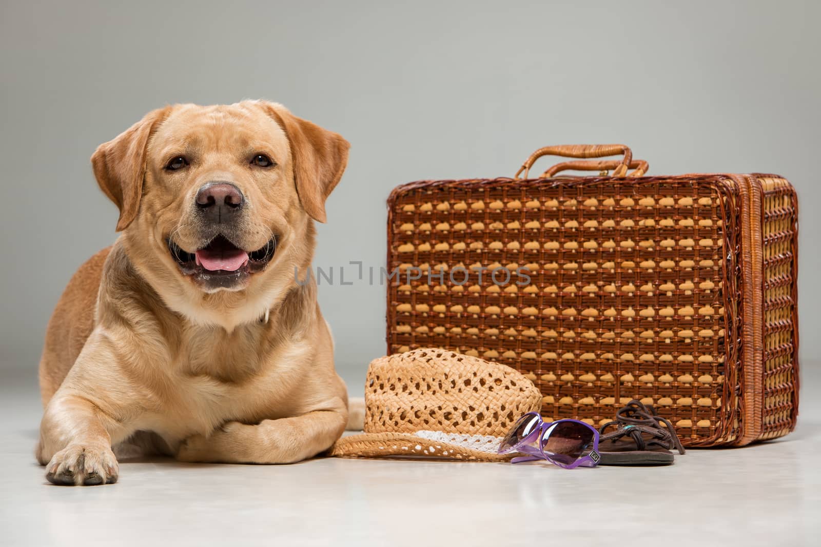 Labrador with the suitcase  isolated on a gray background. 