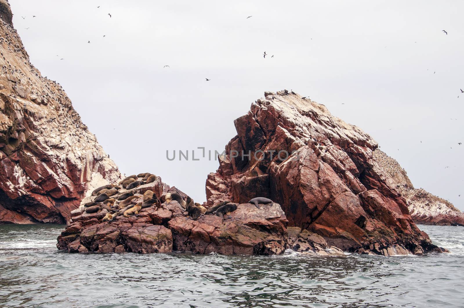 sea lion on rocke formation looking at the camera. Islas Ballestas, Paracas national reserve, Peru.