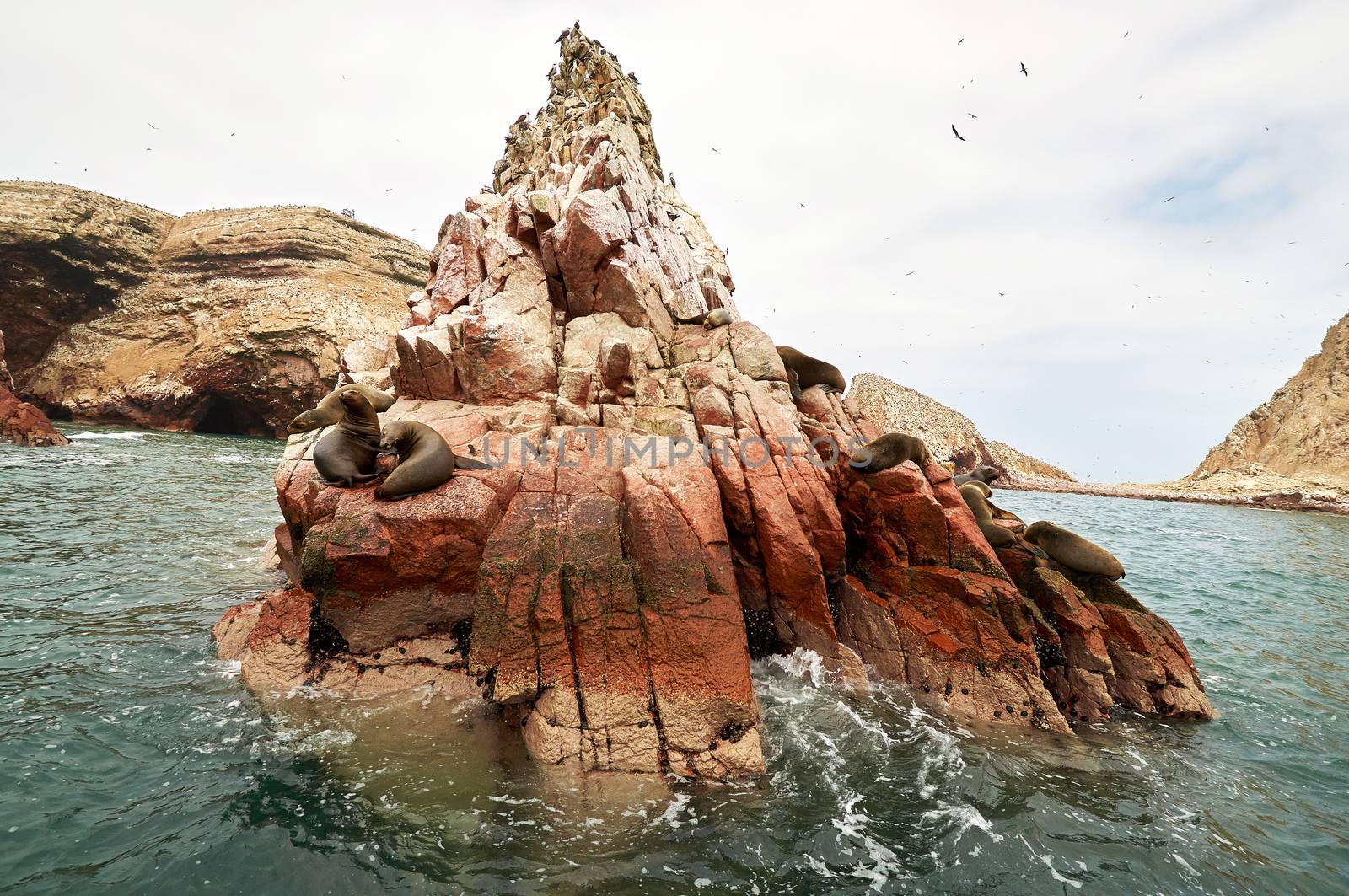 sea lion on rocky formation Islas Ballestas, paracas by rigamondis