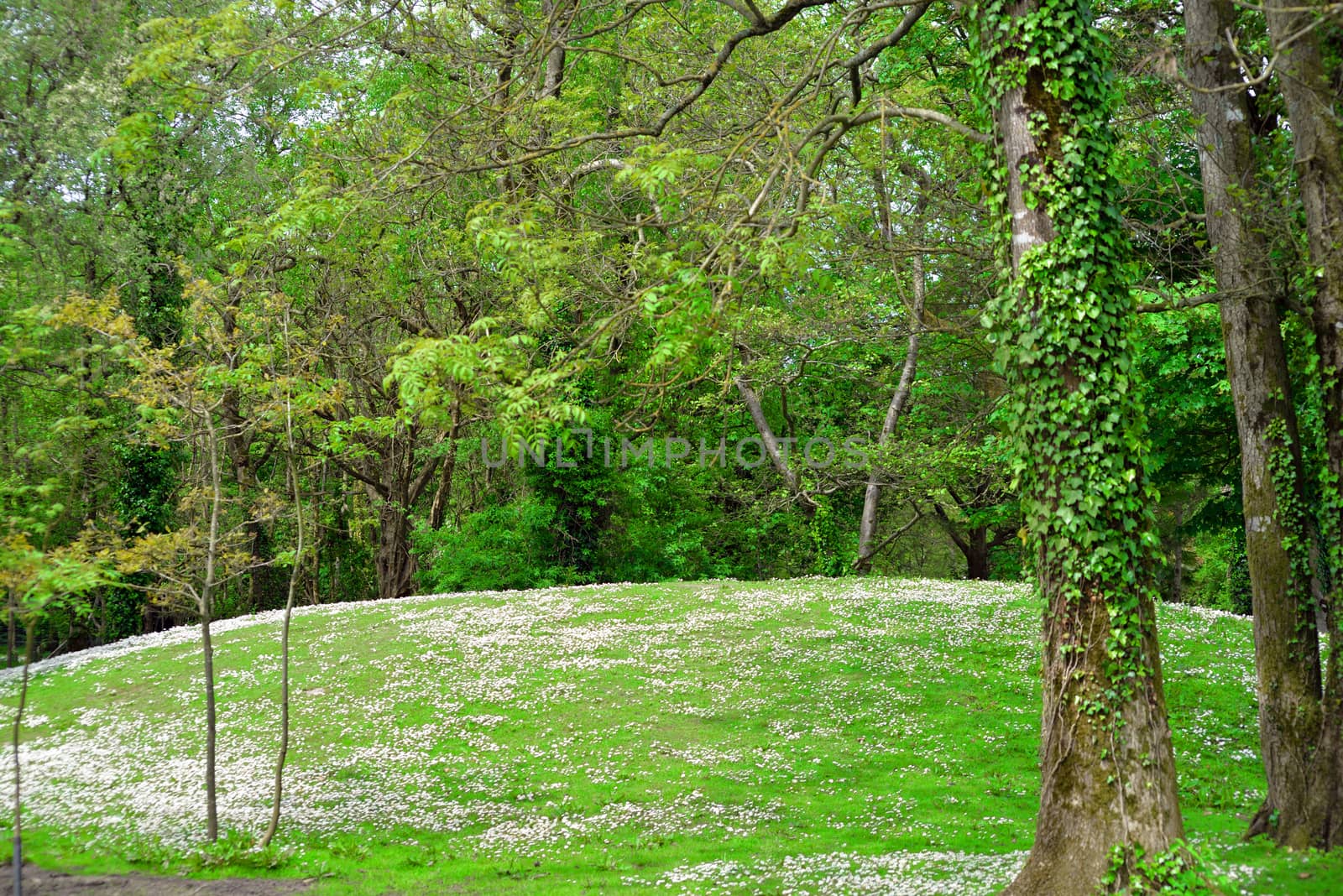 daisy hill in an irish woods