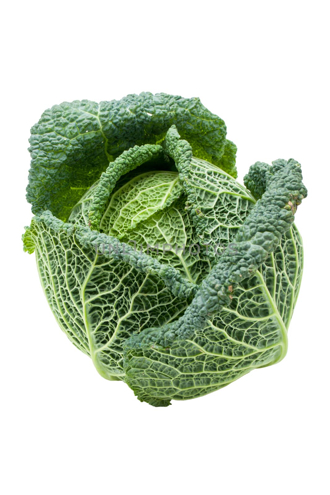 Head of fresh ripe Savoy cabbage isolated