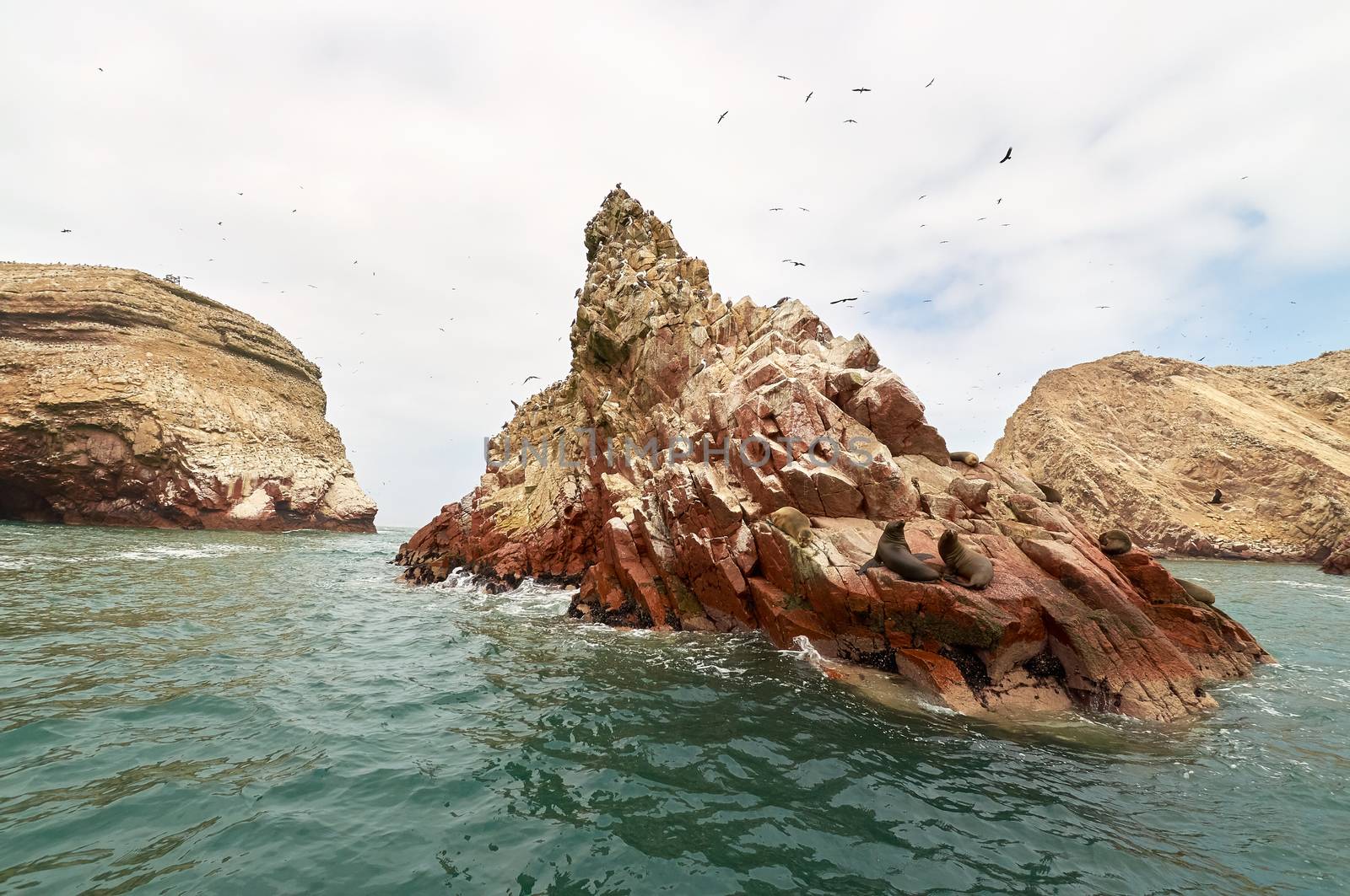 sea lion on rocky formation Islas Ballestas, paracas by rigamondis