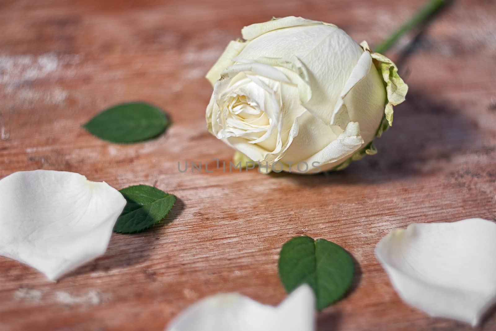 close-up image of a white rose on a wooden base