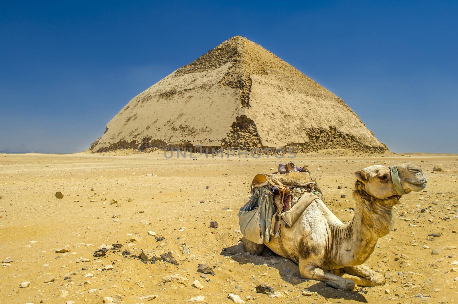 A row of camels transport tourists in front of all of the Dakshur Pyramids in Cairo, Egypt