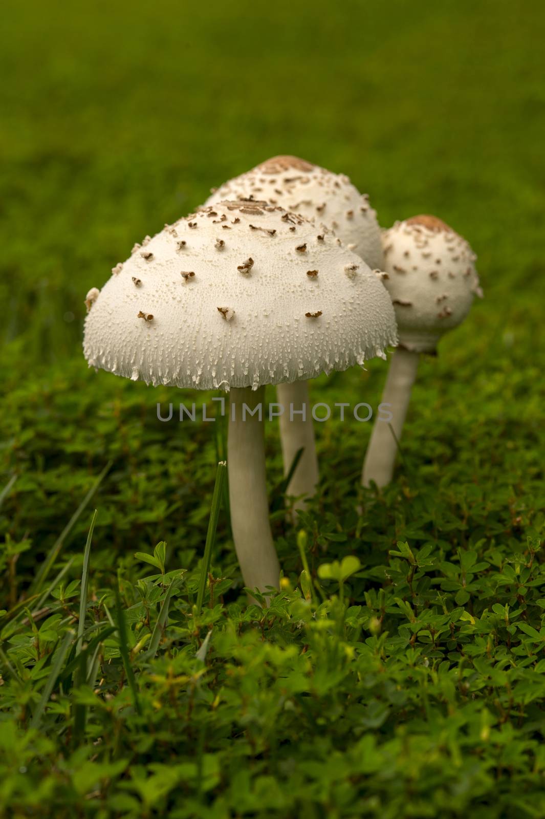 A large mushroom grown on top of grass after a rain