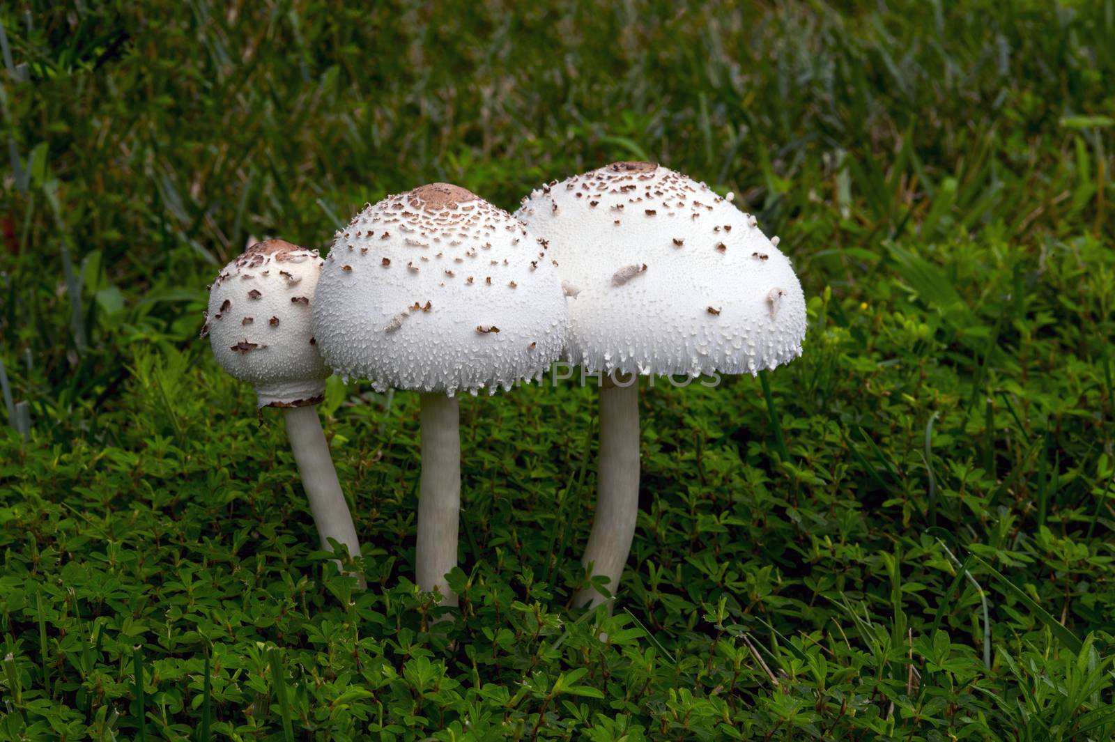 A large mushroom grown on top of grass after a rain
