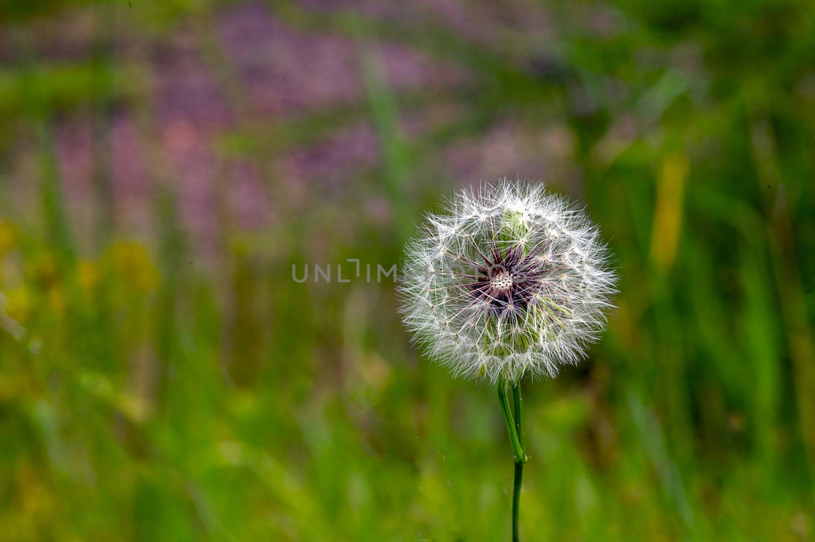 Dandelion on background green grass close up