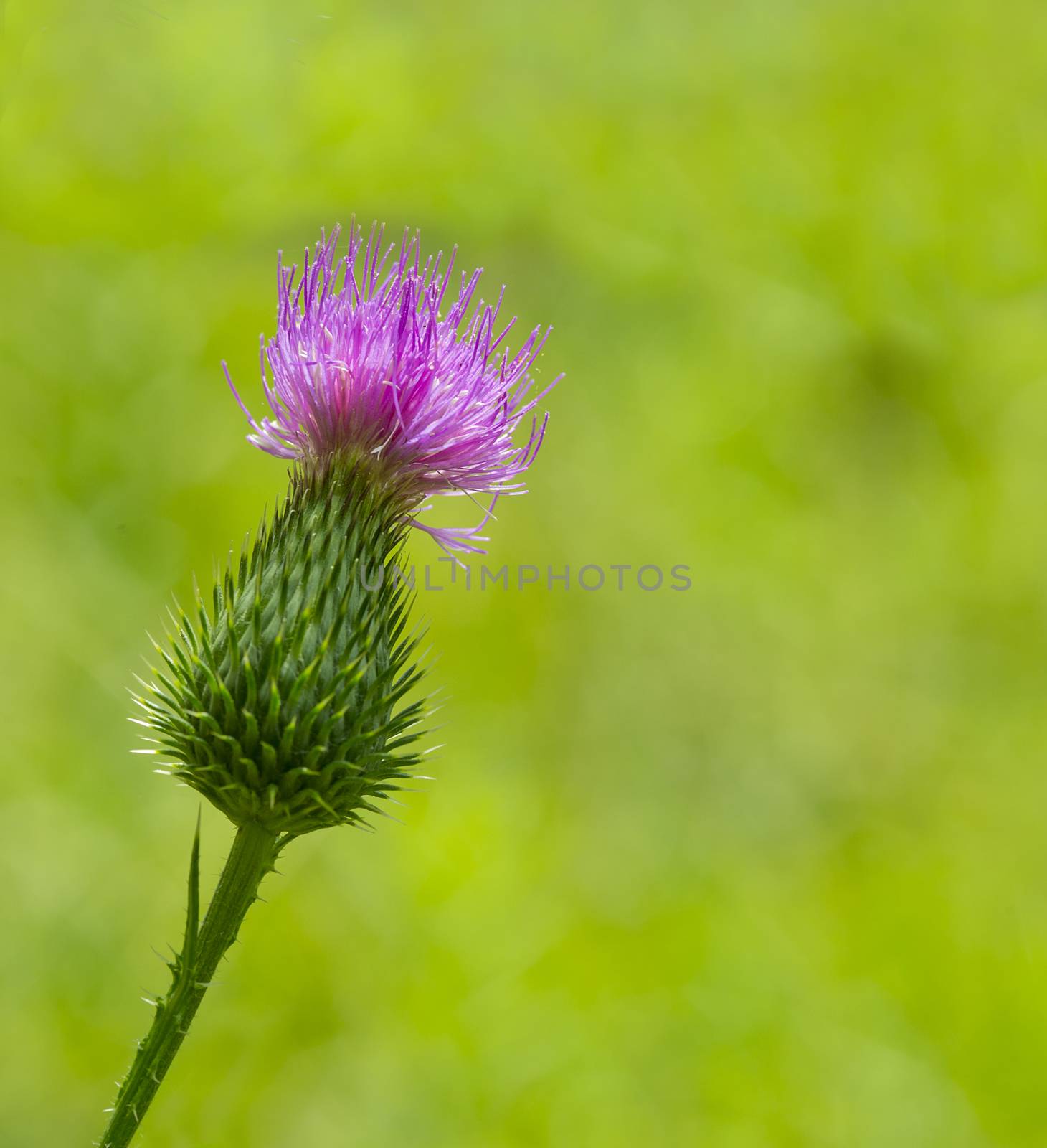 Thistle by pazham