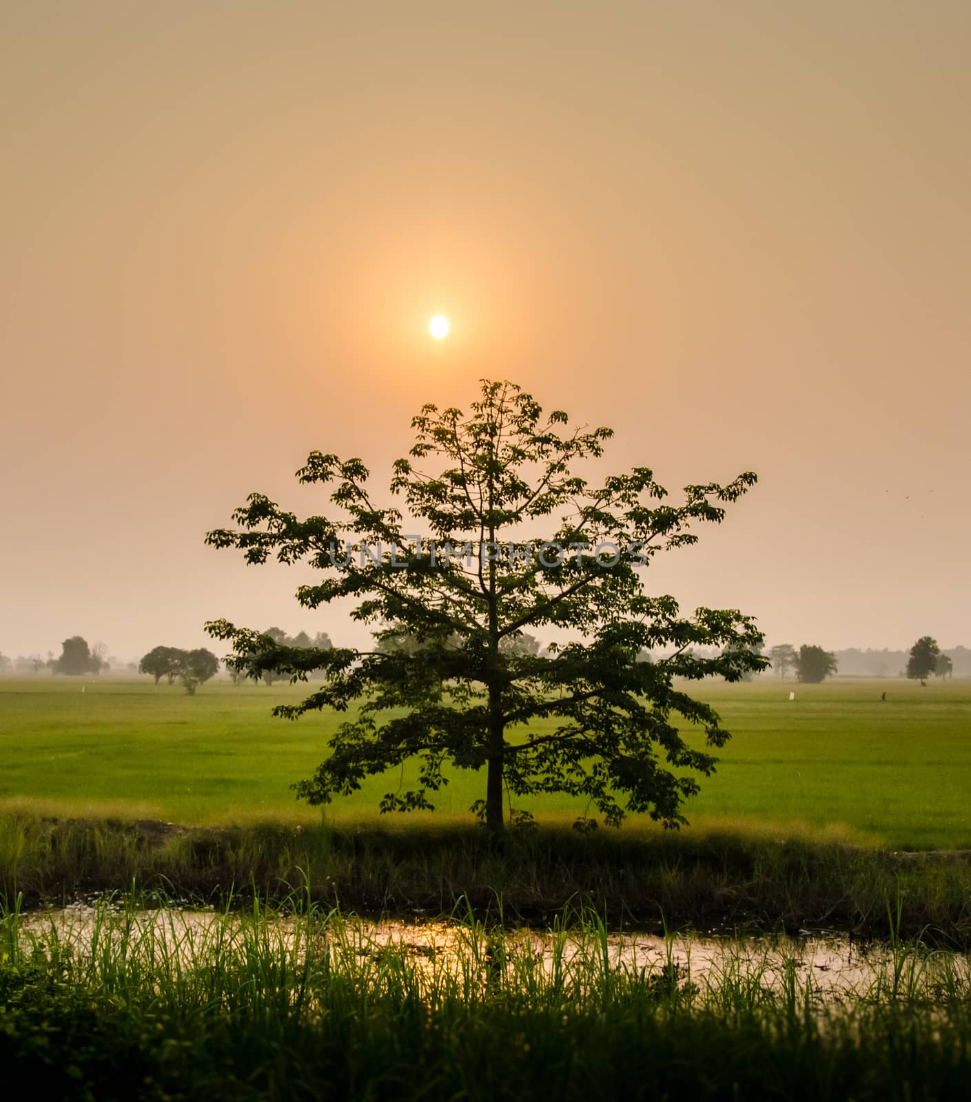 Tree in rice field with sunrise